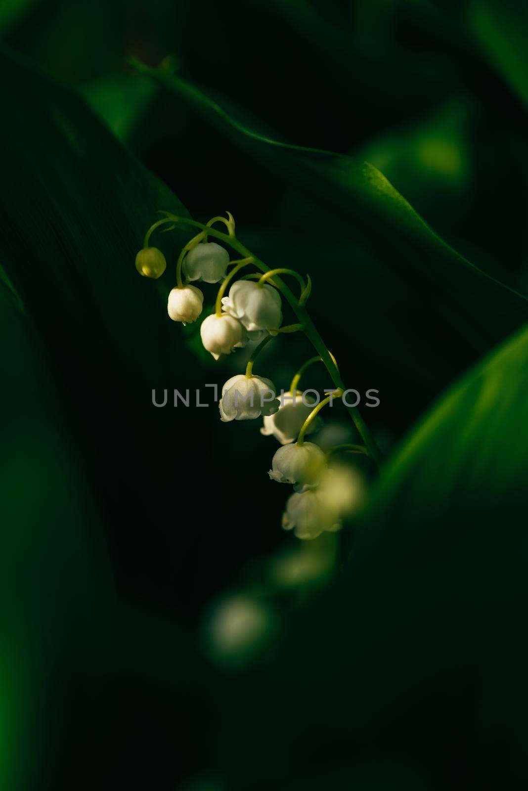 Flower of lily of the valley in forest on a blurred background. Selective focus