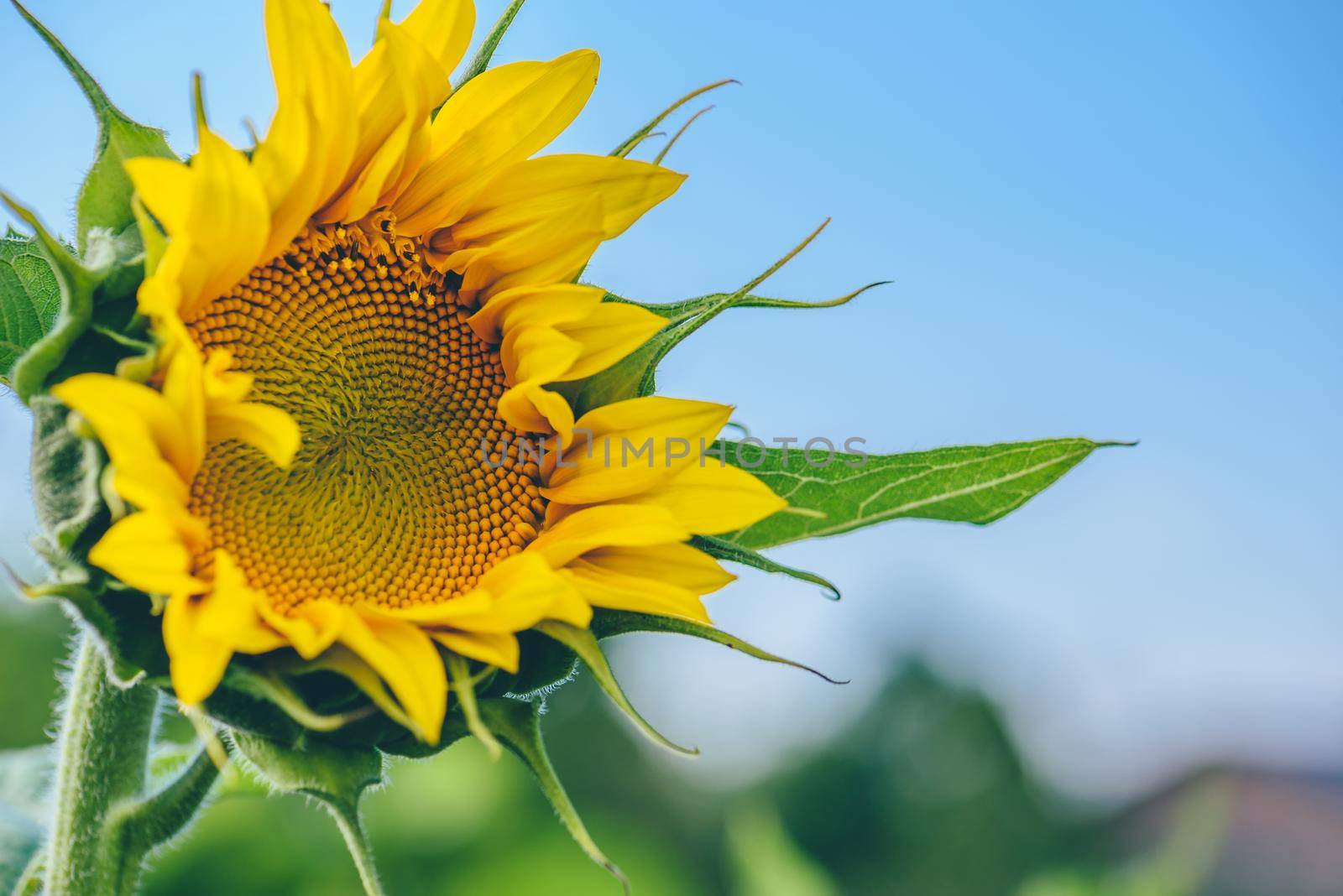 Single blooming sunflower on blue sky background