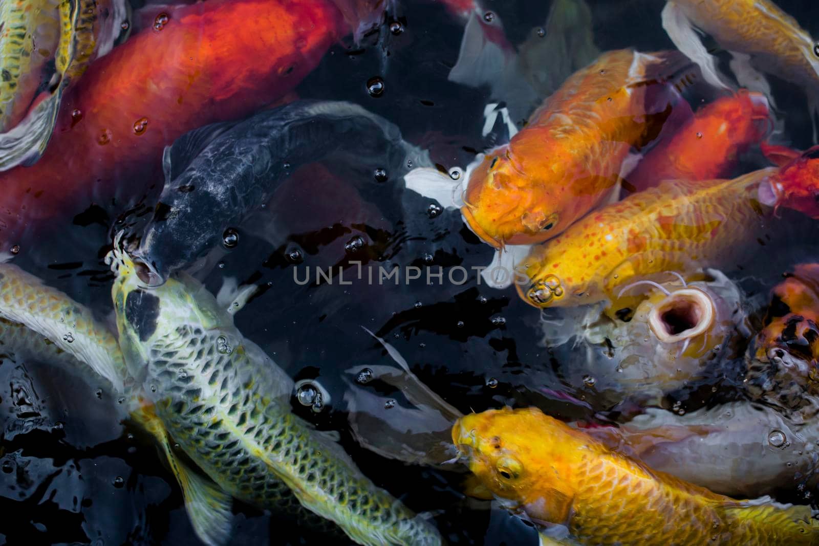 Koi fish, Colorful fancy fish closeup swimming at pond.
