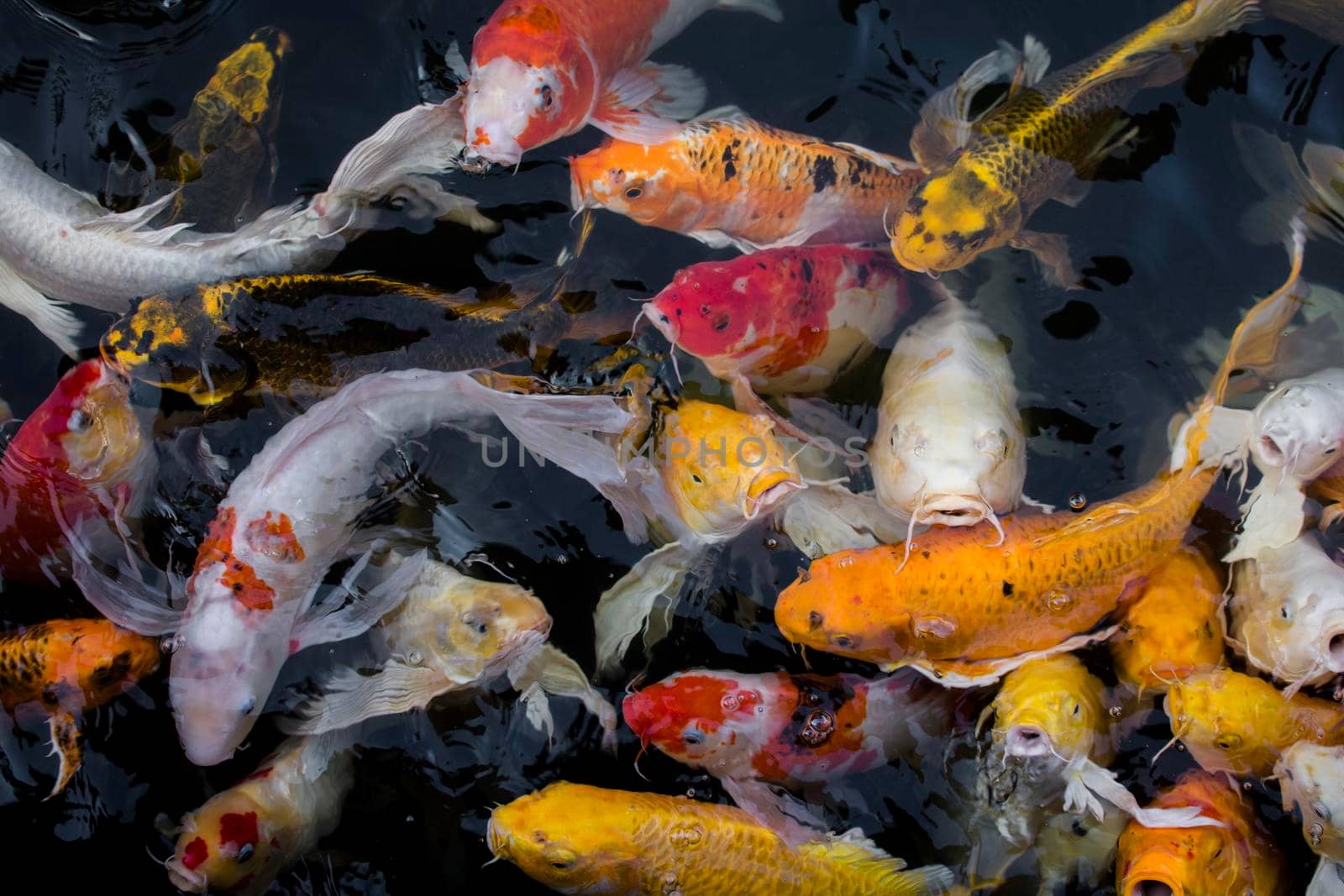 Koi fish, Colorful fancy fish closeup swimming at pond.