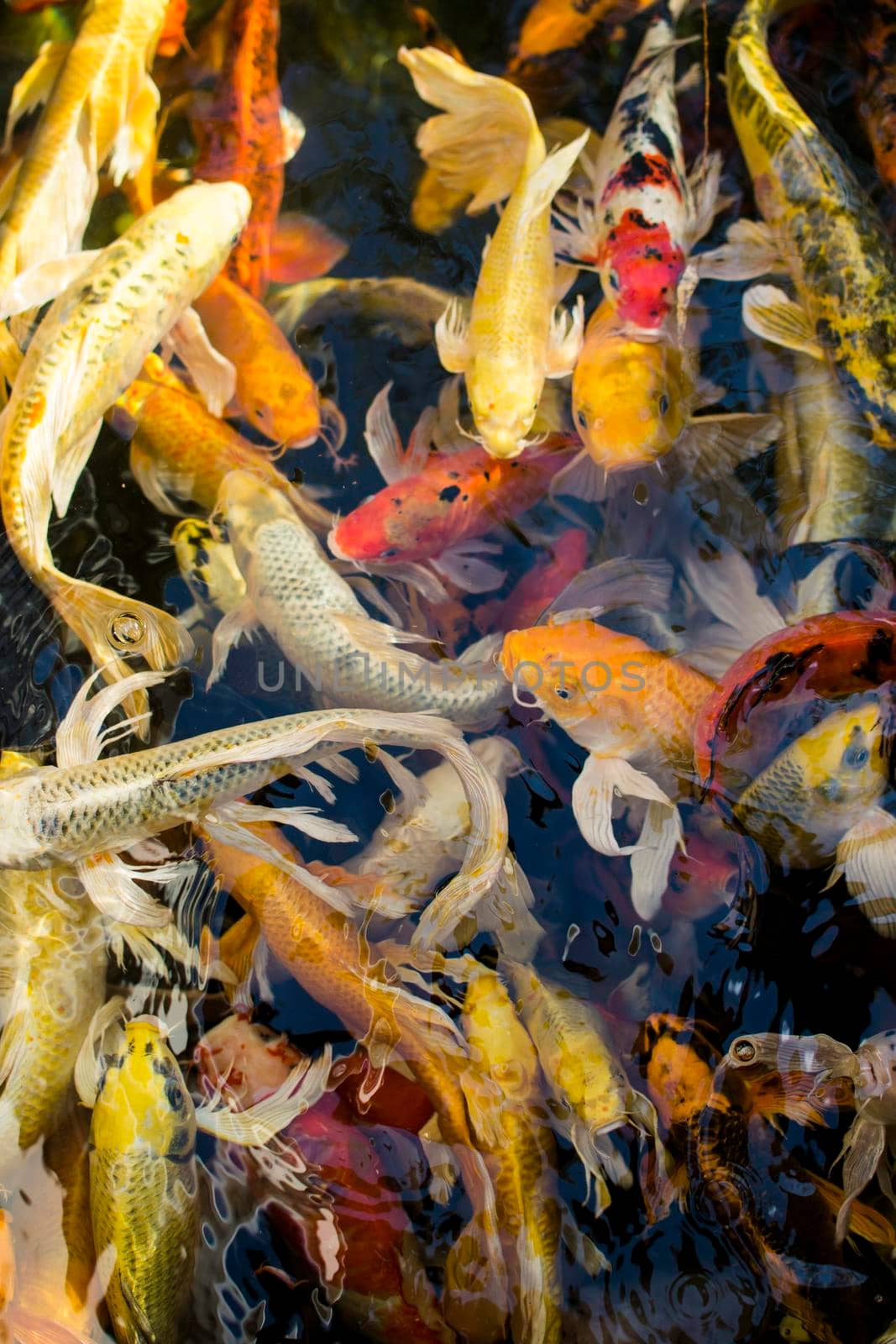 Koi fish, Colorful fancy fish closeup swimming at pond. by iPixel_Studio