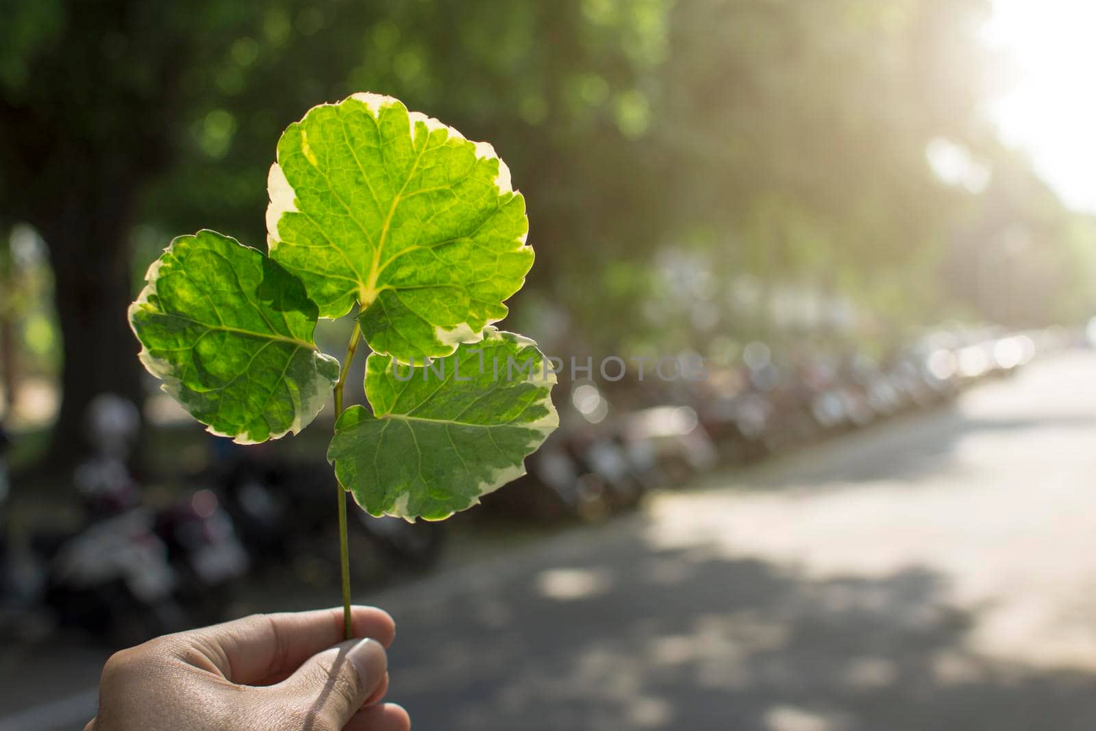 Hand holding green leaf with light background.