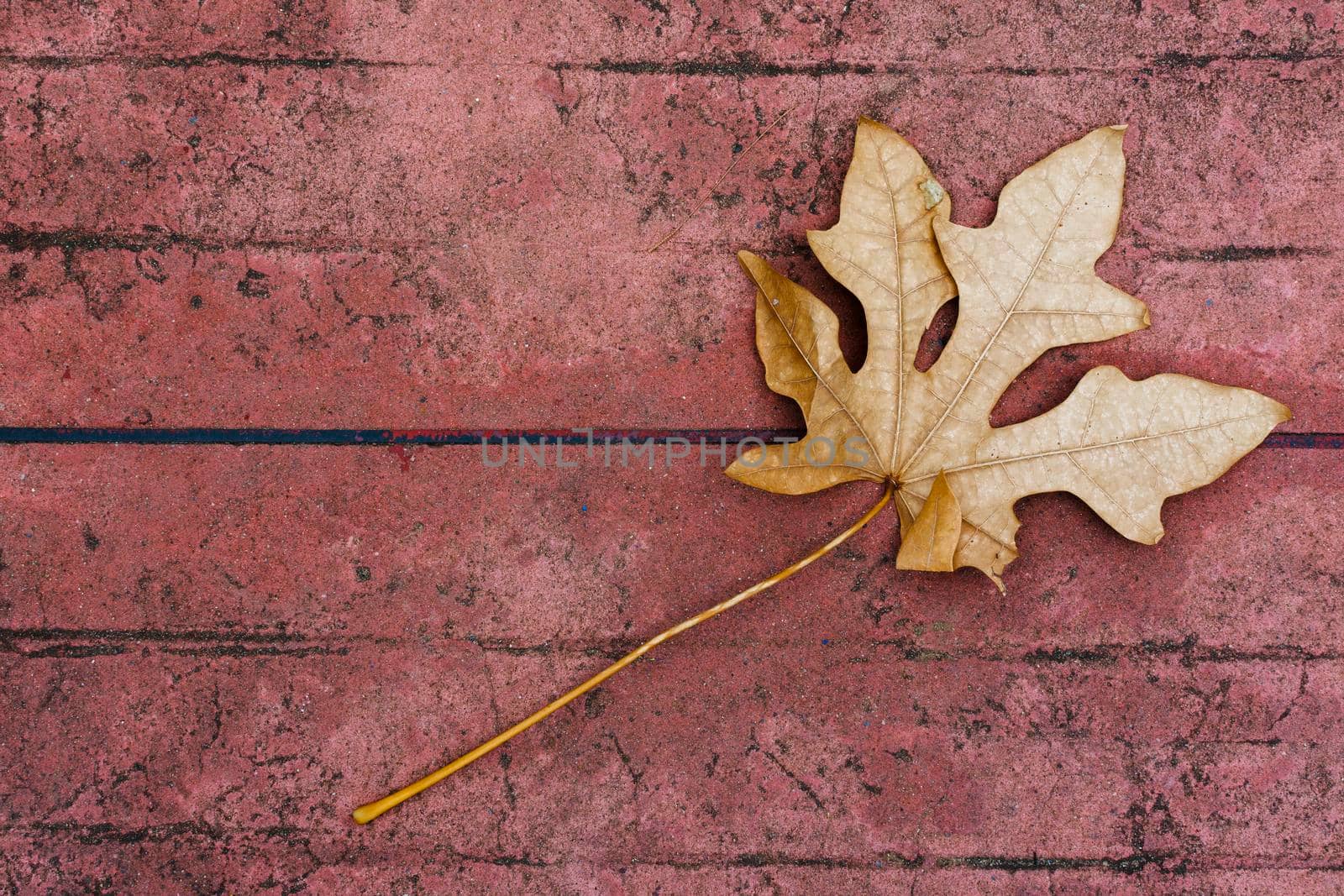 Dry leaves on cement floor by iPixel_Studio