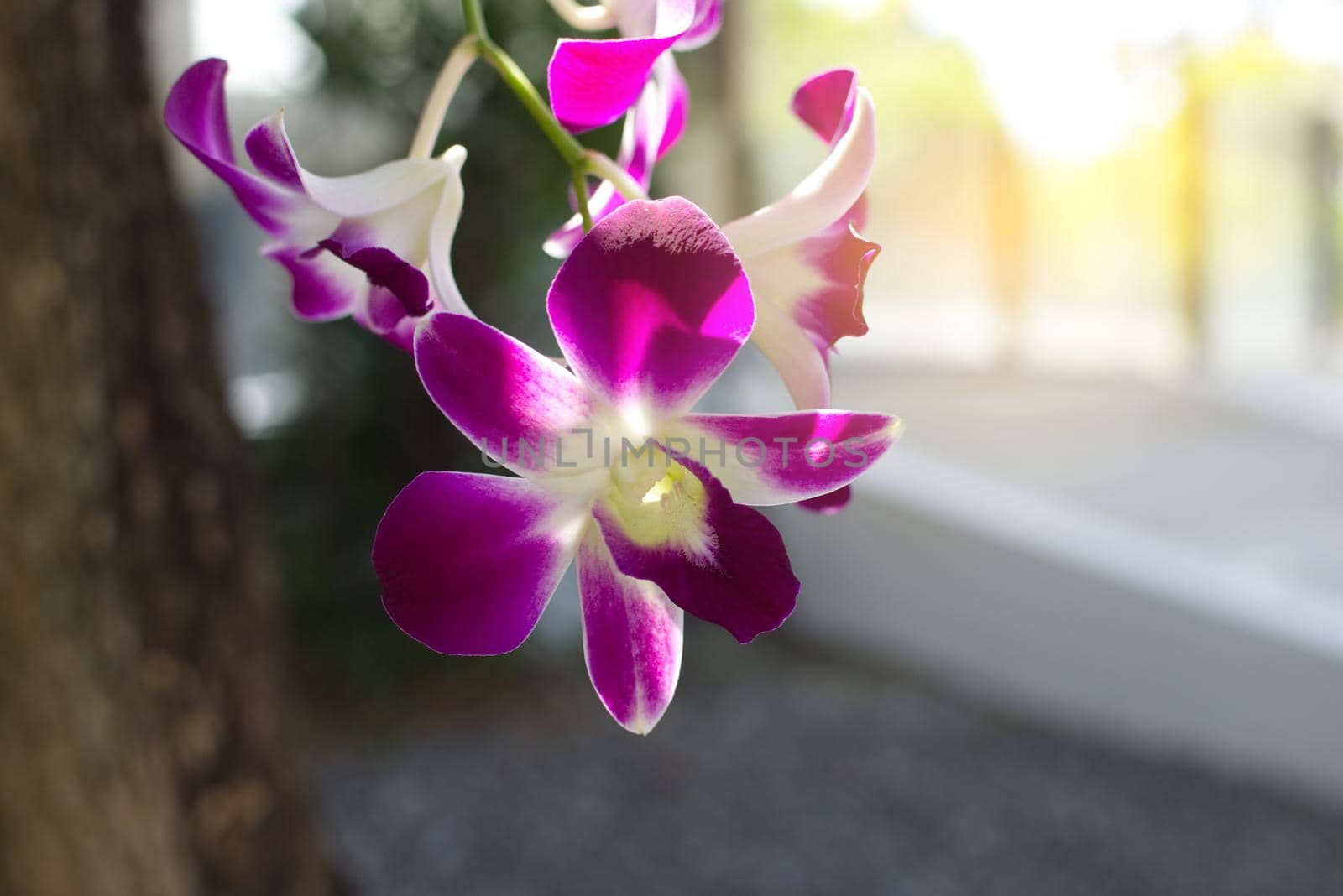 Delicate scarlet purple flower phalaenopsis orchid.