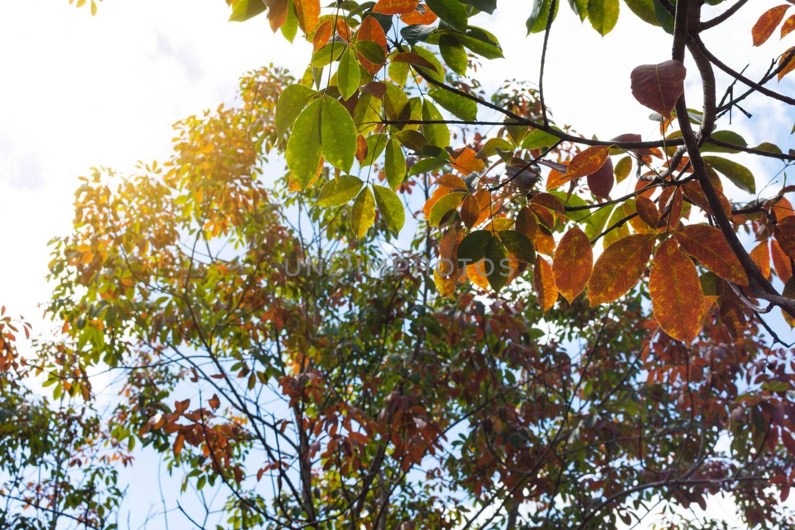 The leaves of the rubber trees are changing color.