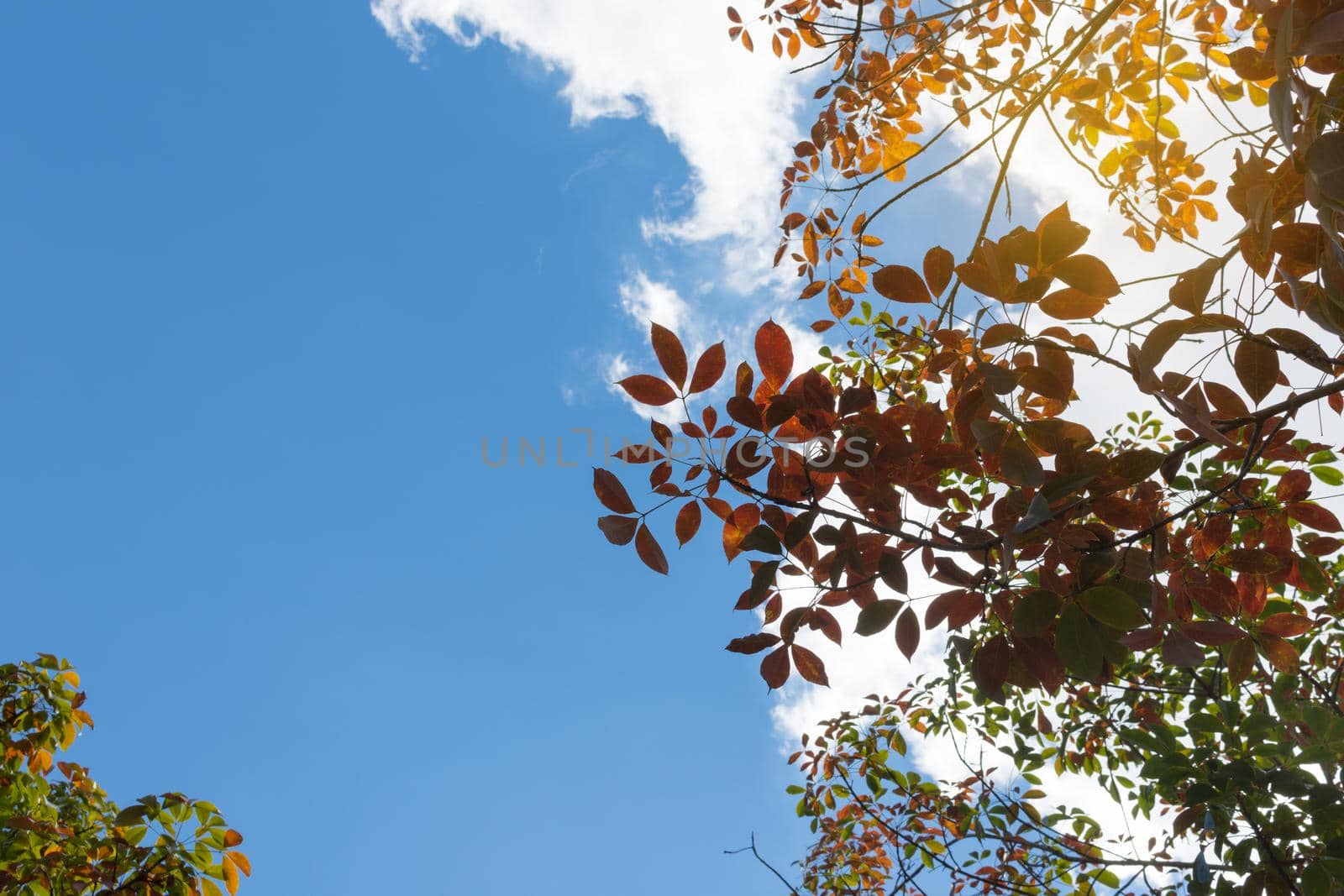 The leaves of the rubber trees are changing color.