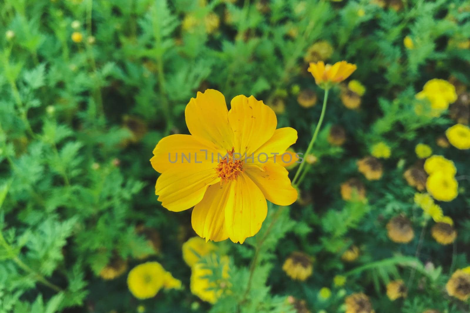 Yellow cosmos garden flower . Cosmos Bipinnatus.