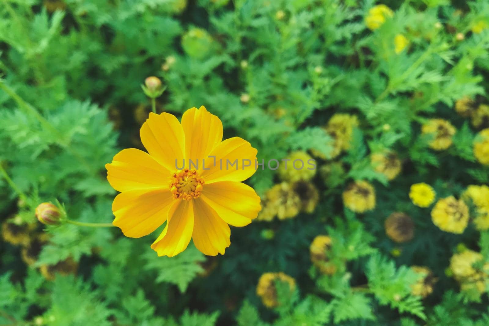 Yellow cosmos garden flower . Cosmos Bipinnatus.
