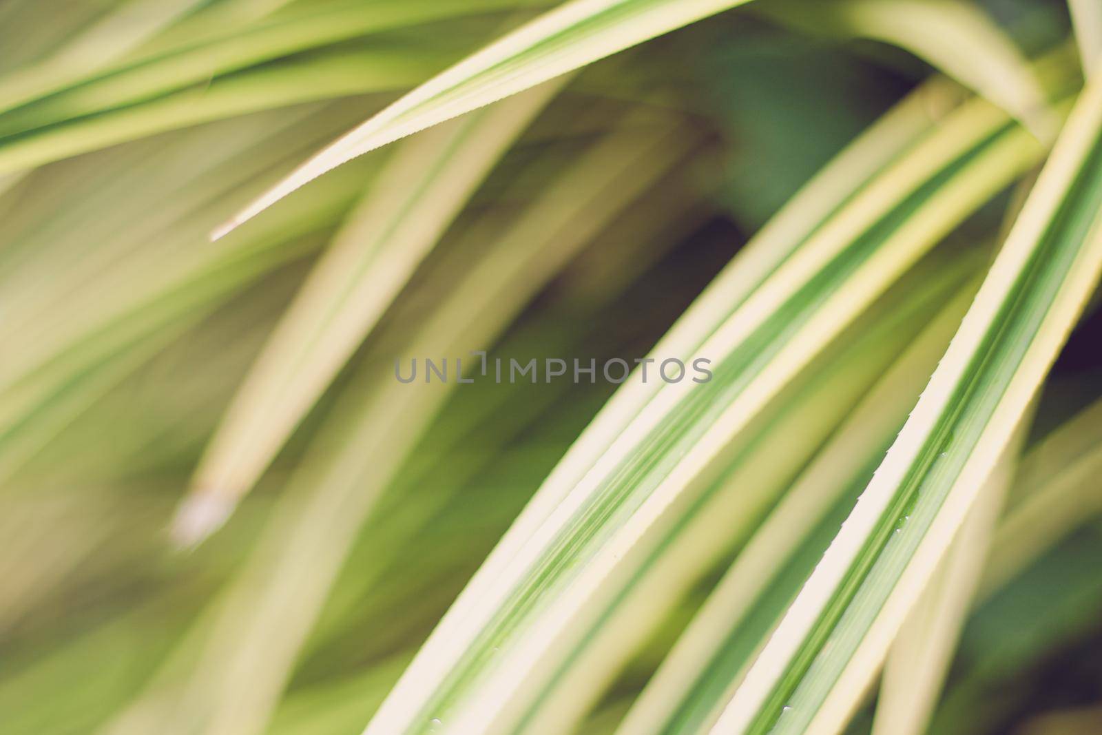 Leaves yellowish green close up background, Plant background