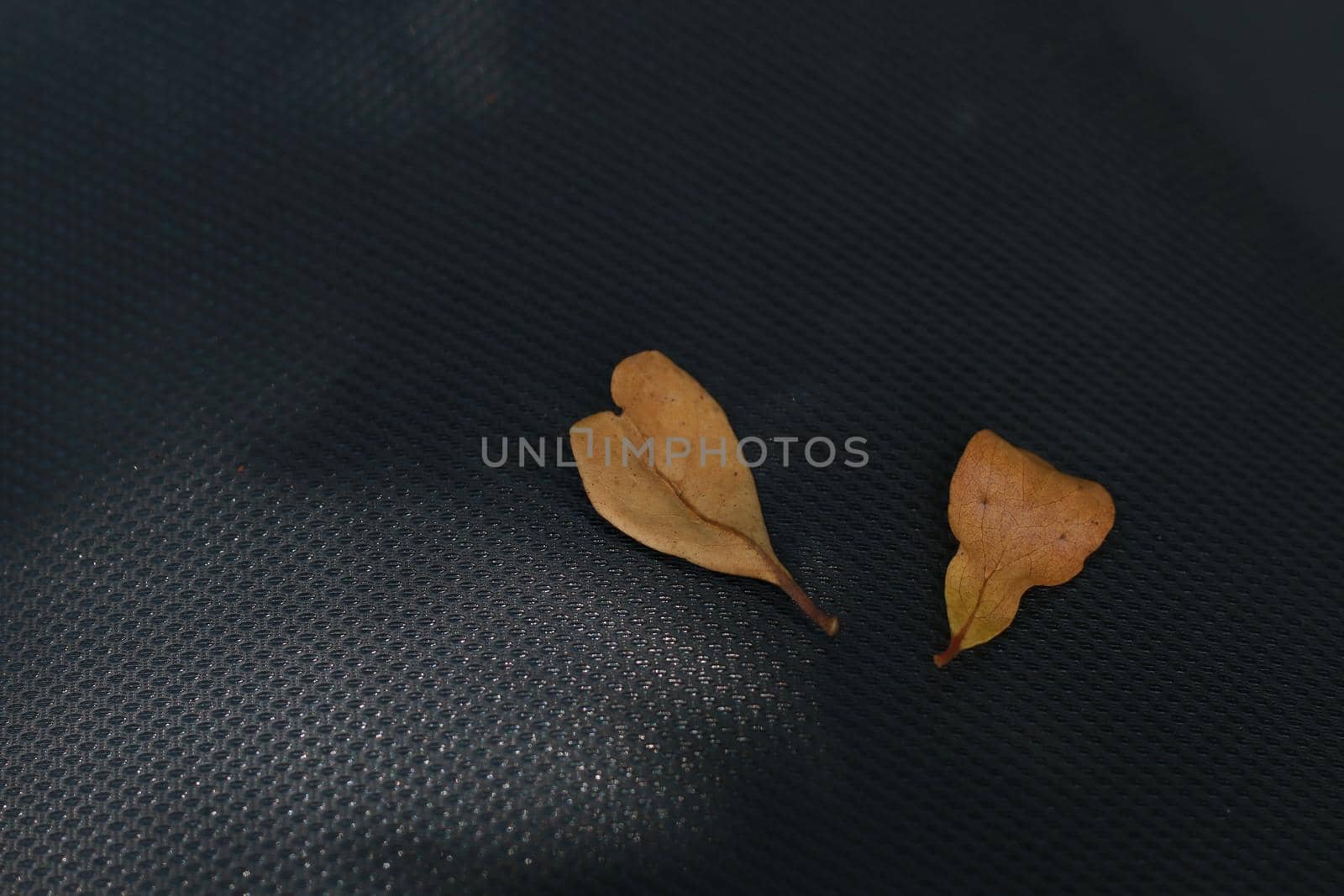 Dry leaves on a black background.