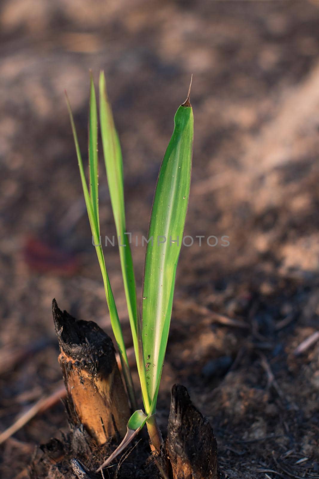 Sugar cane leaves burned close up. Thailand.