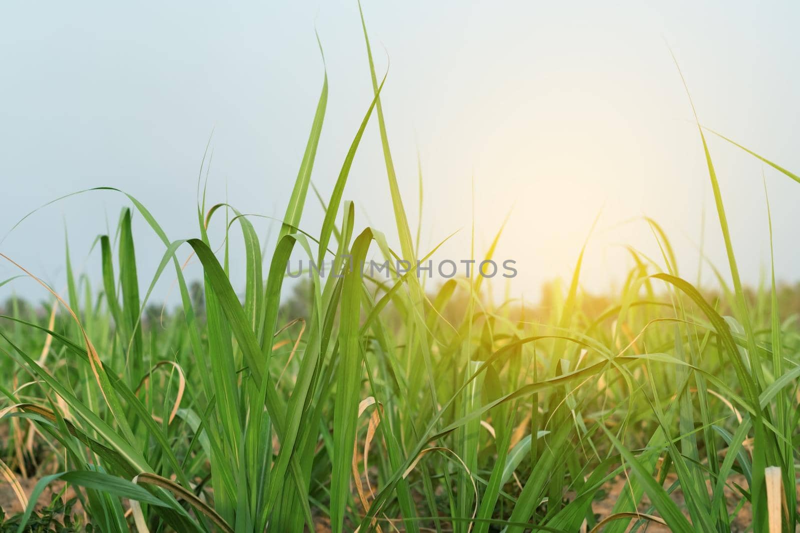 Sugar cane field with soft light.