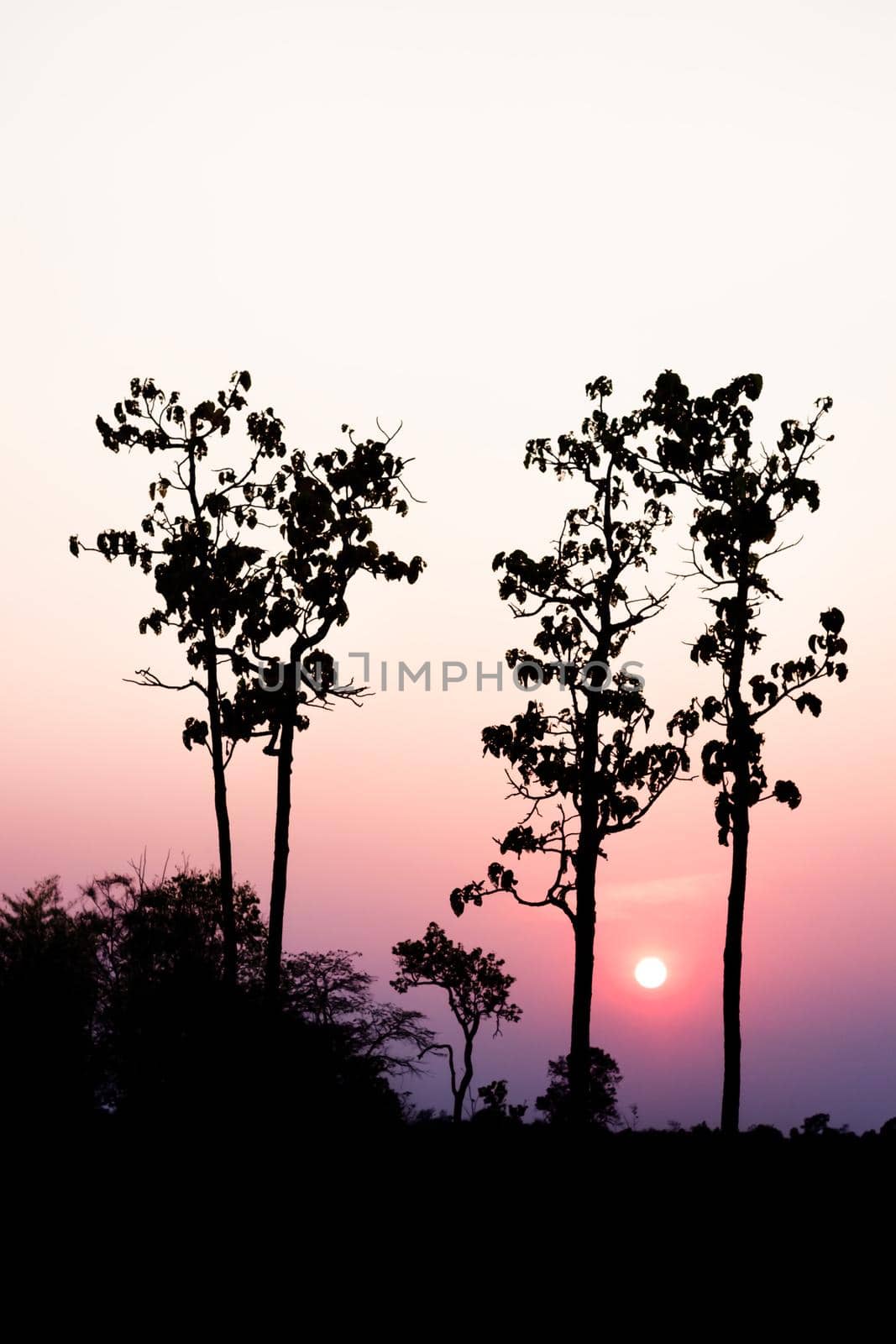 Silhouette of tree with sunset in the evening.