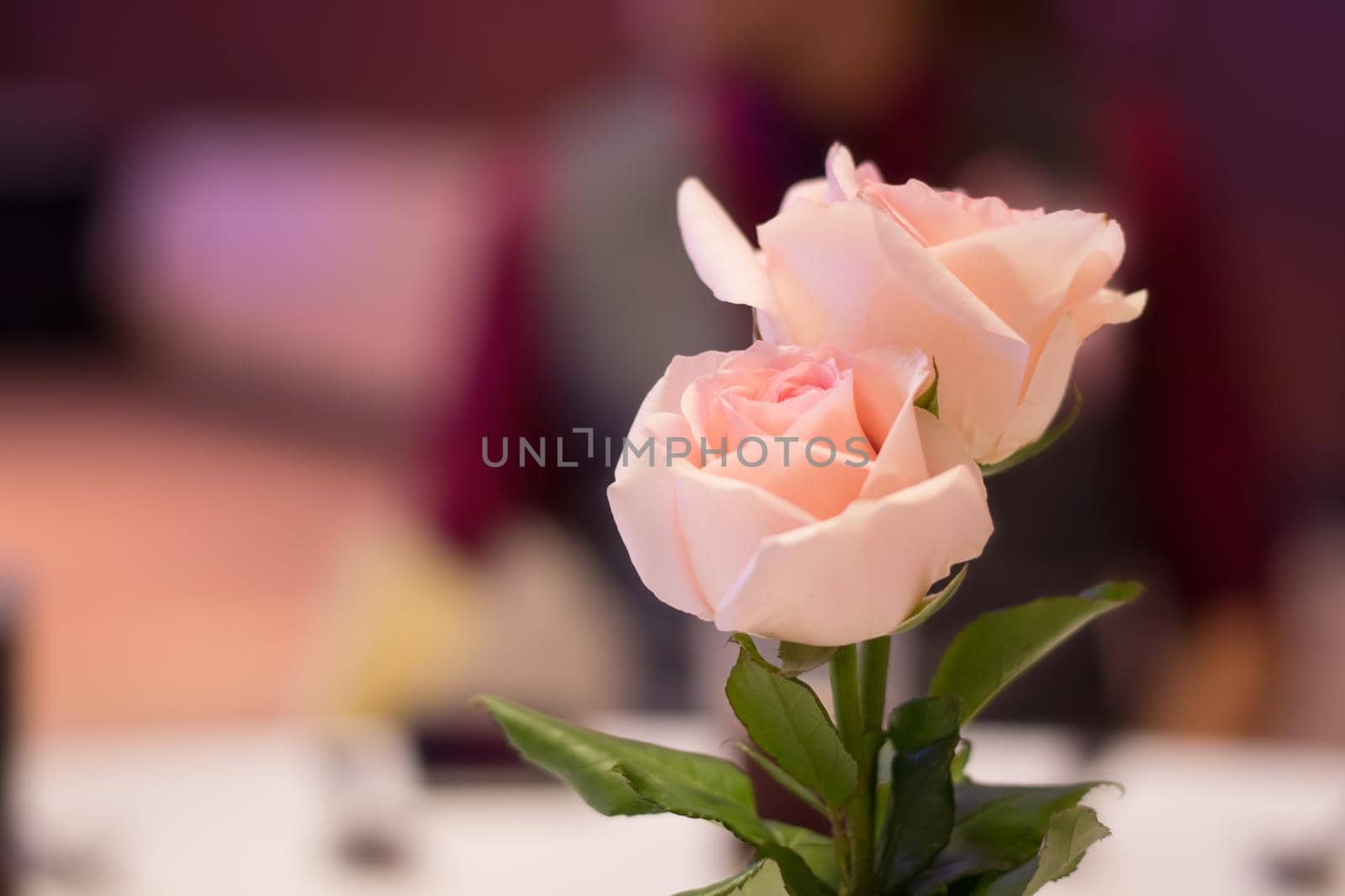 Pink roses to decorate the table for dinner.