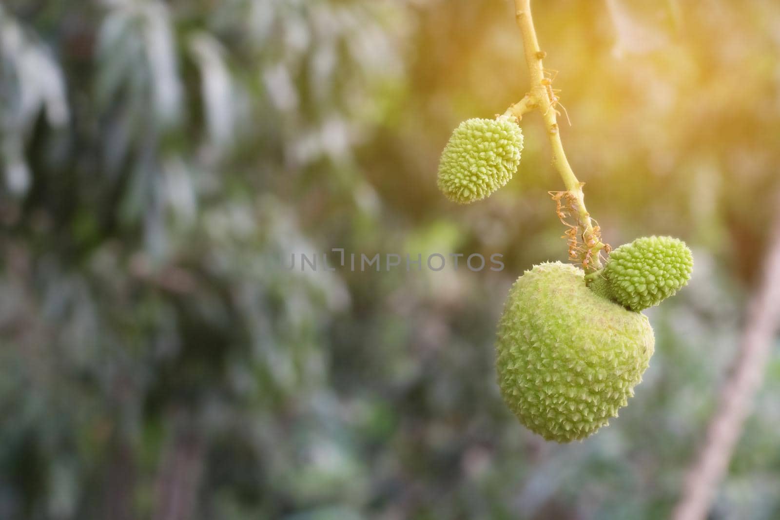 Unripe green lychee hanging from a lychee tree. Fresh green lychee fruits grow on tree.