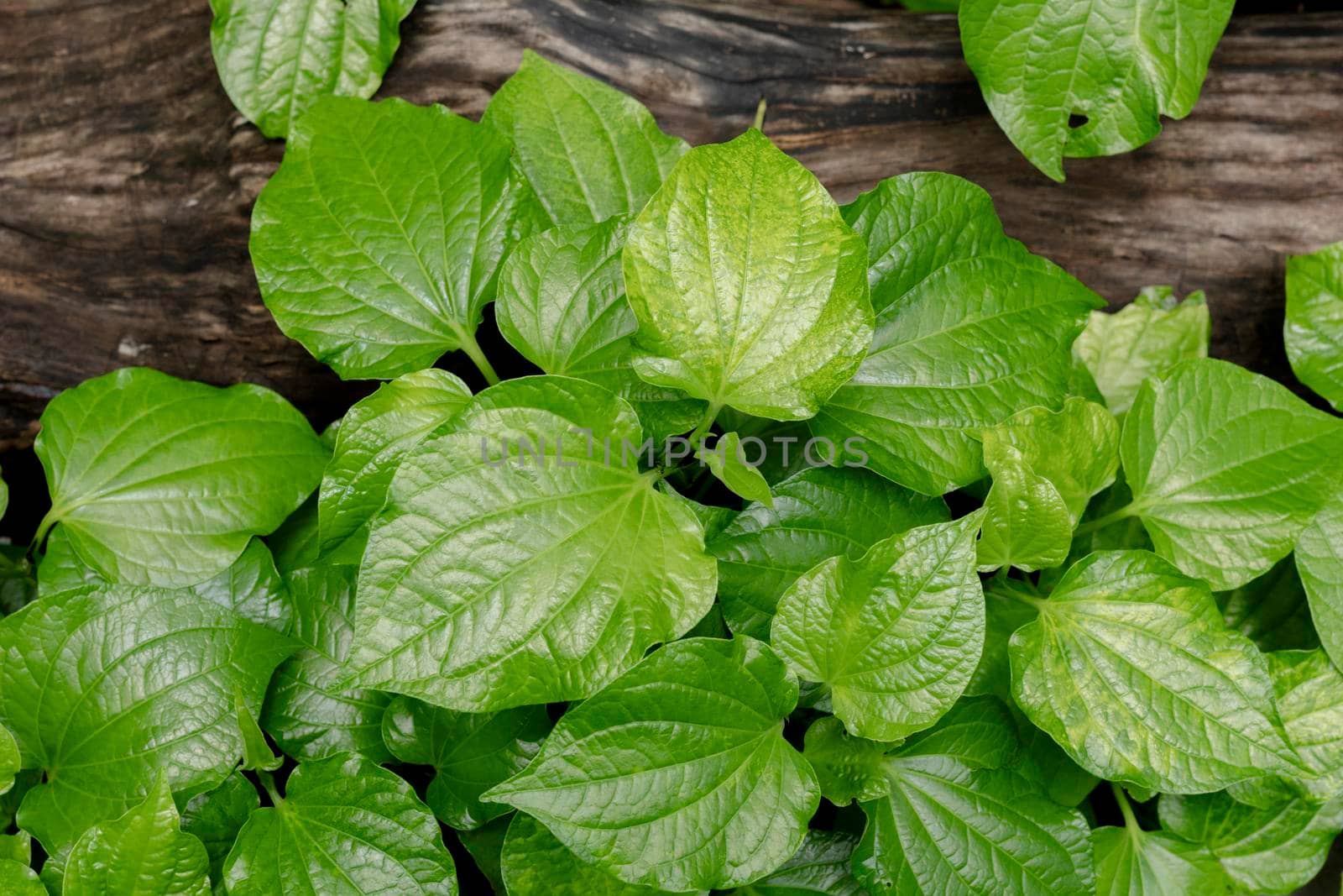 Green Wild Betel Leafbush. Vegetable green leaves natural background.