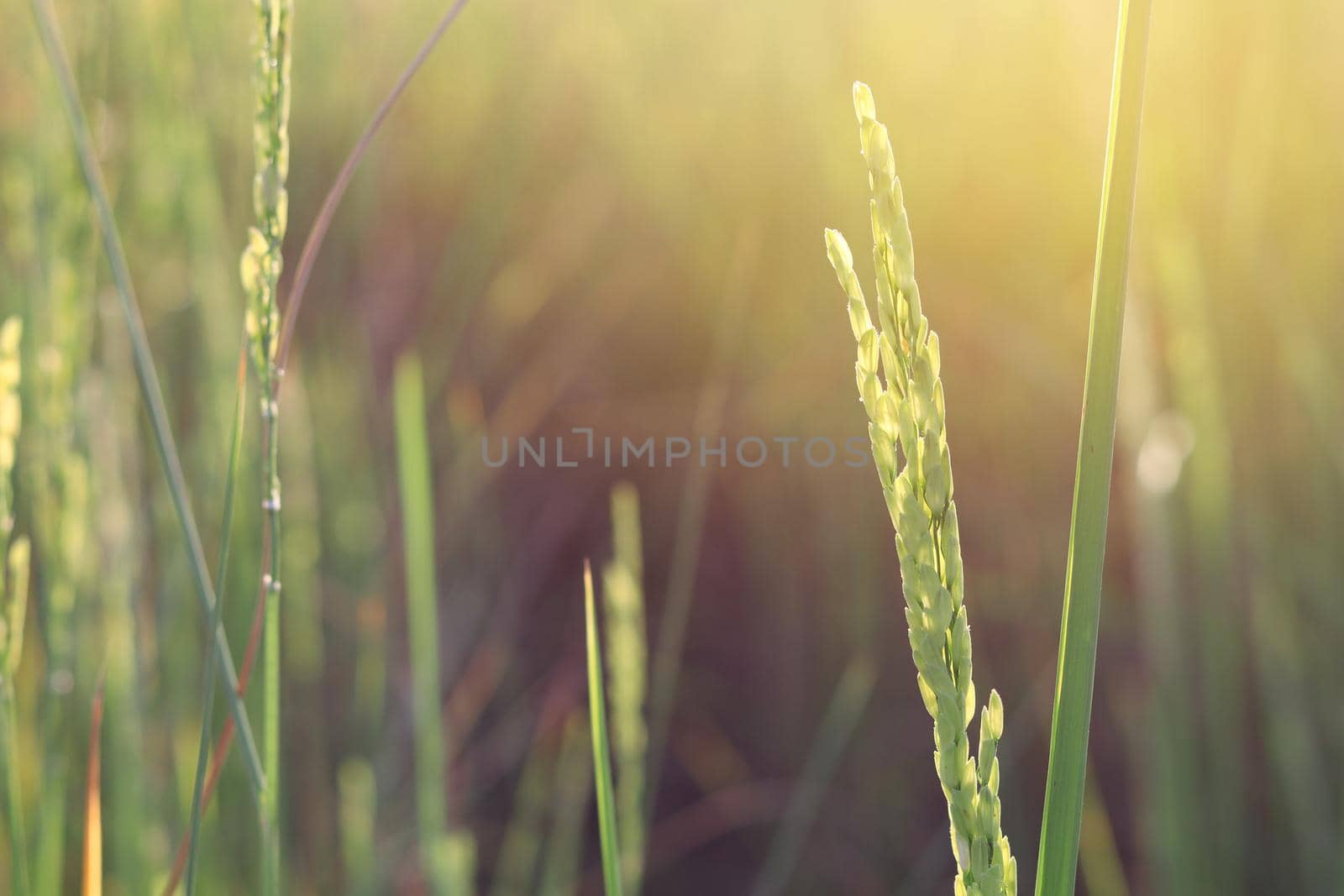 Rice field in the morning with the sun shining through.