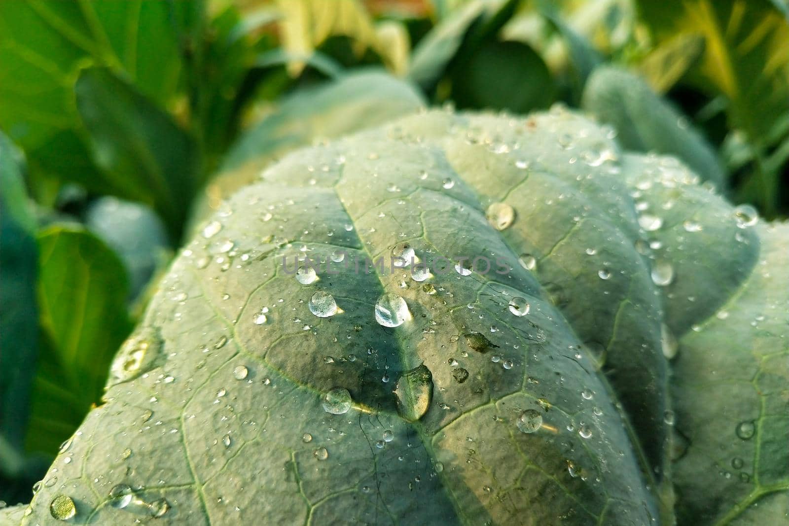 Water drop on Chinese Kale leaves close up