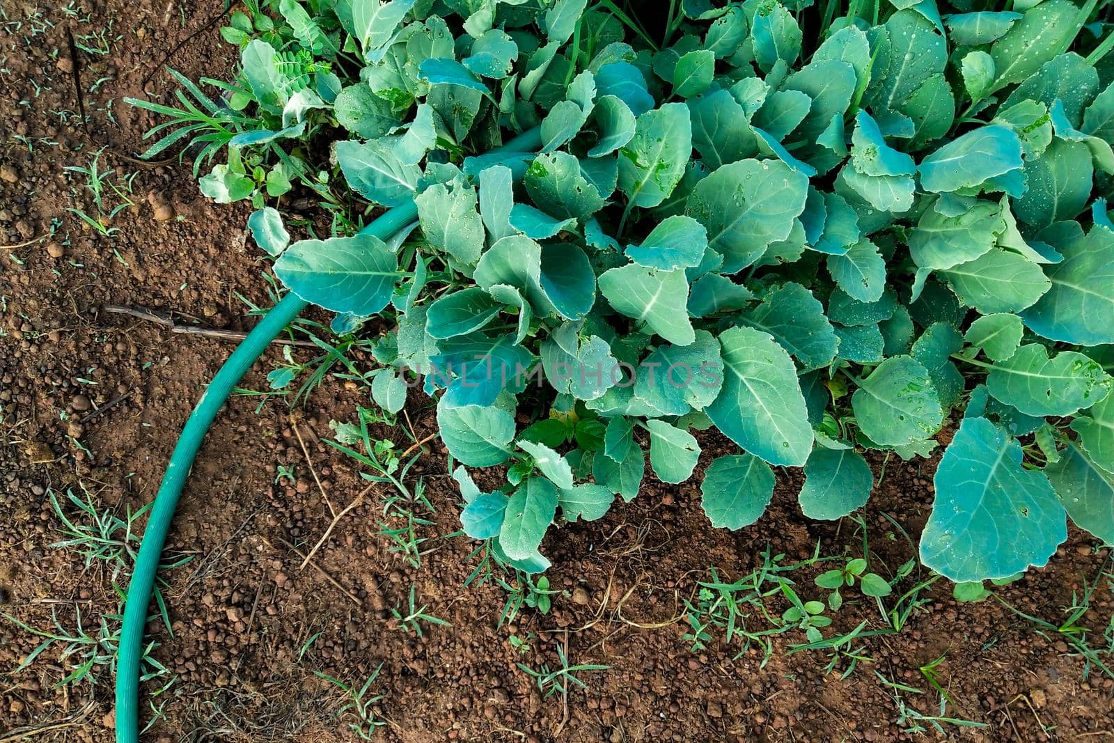 Chinese Kale in garden top view