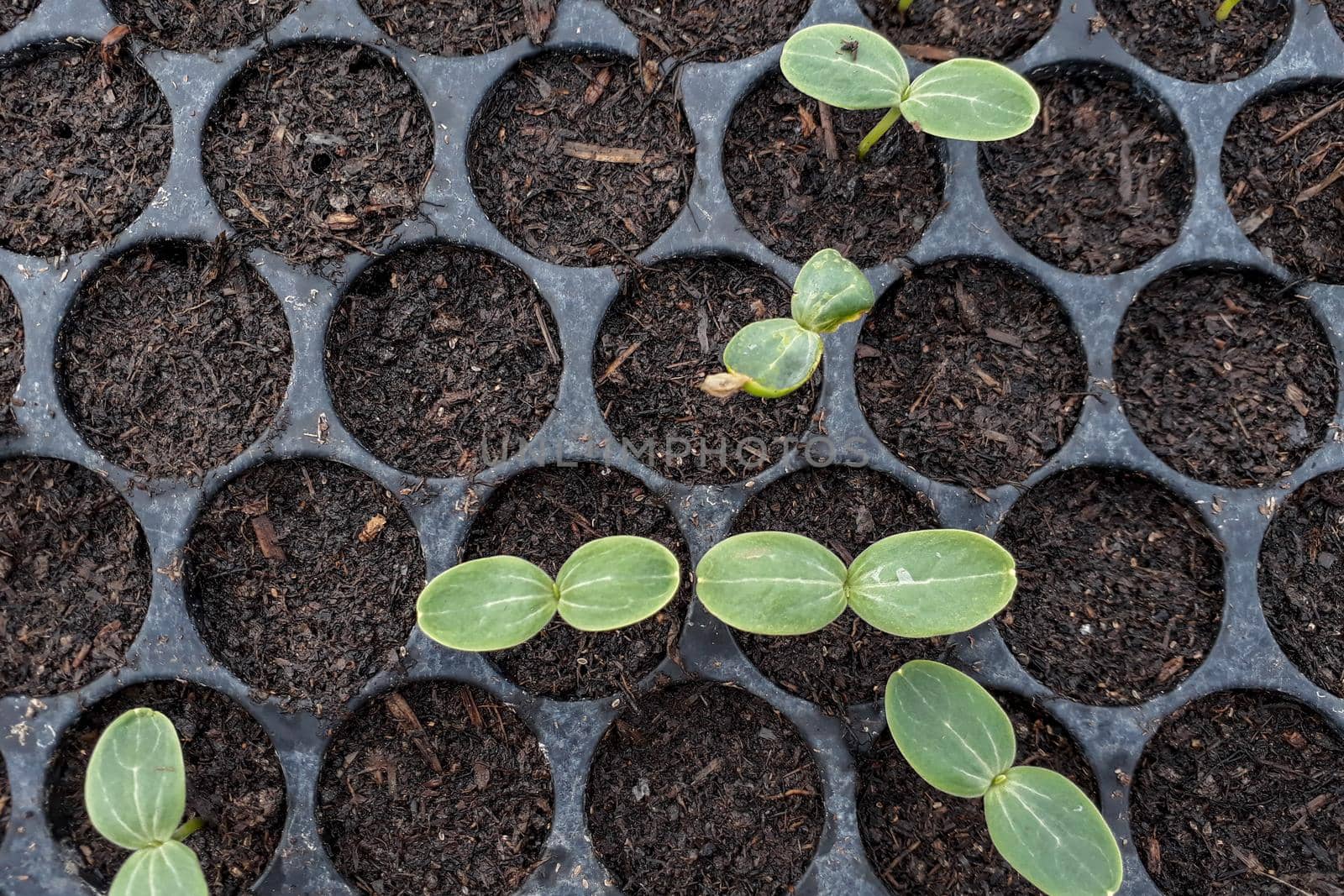 Small watermelon tree growing in garden, farmers use for analysis of the plant.