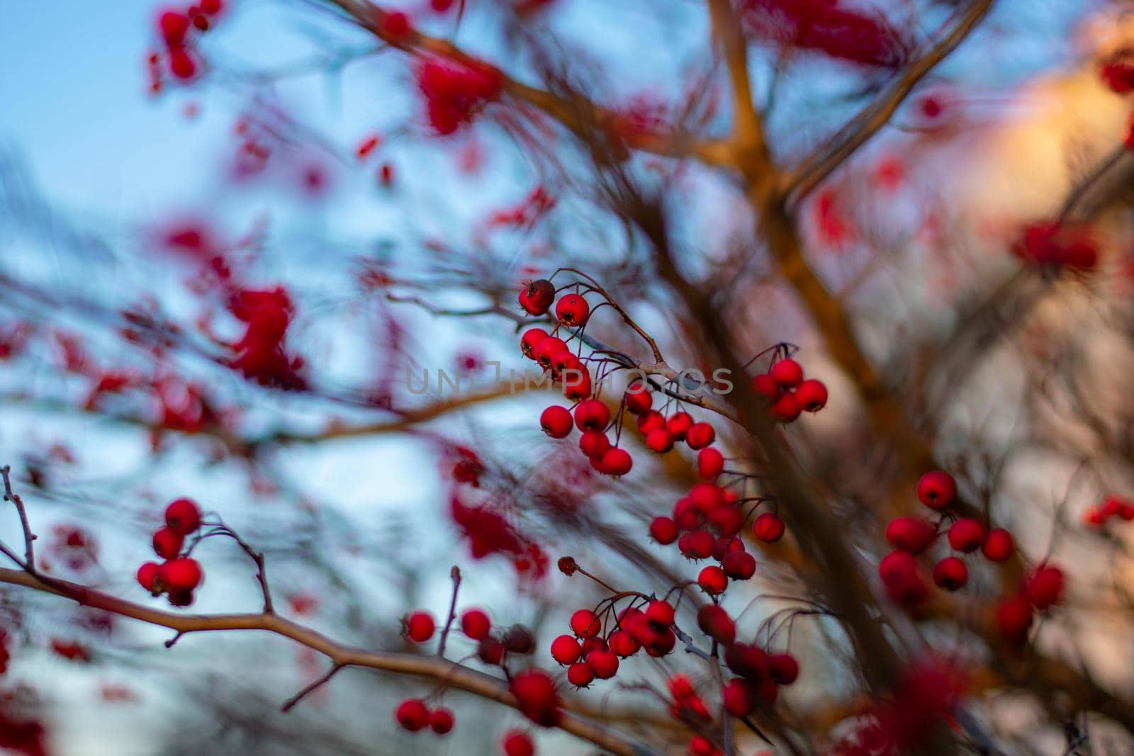 A Bare Tree Covered in Small Red Berries by bju12290