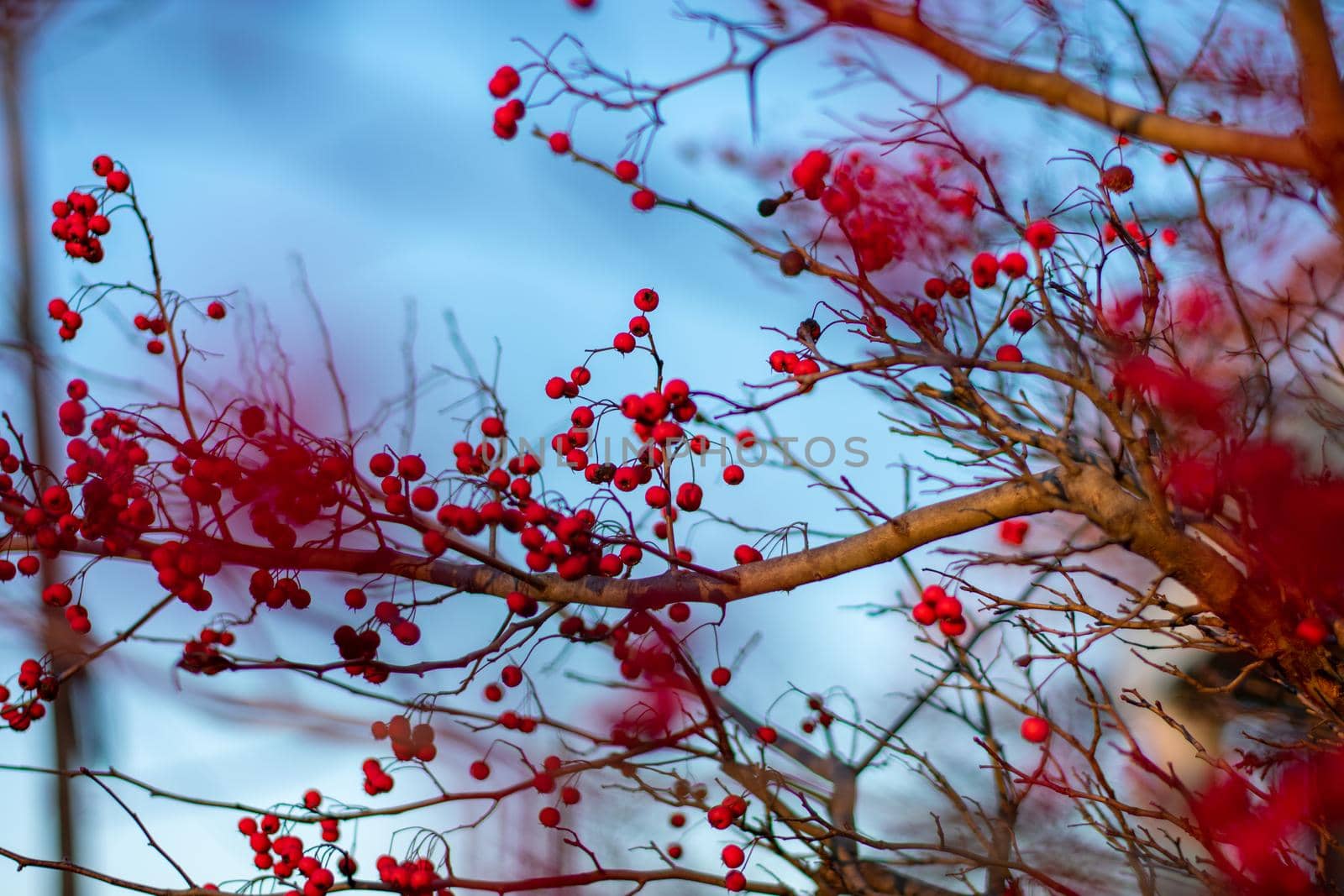 A Tree Branch Covered in Small Red Berries by bju12290