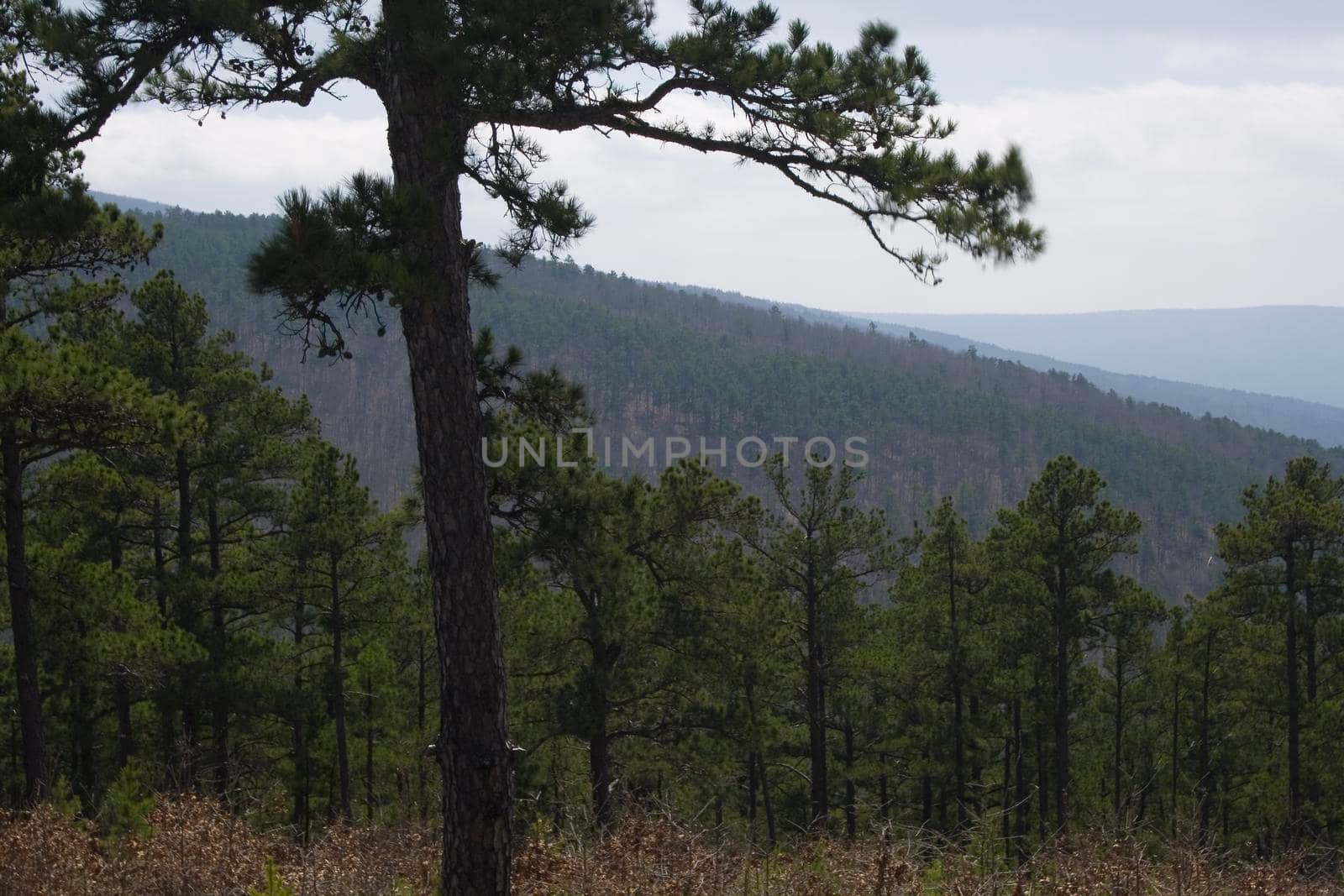 The Ouachita Mountains seen from the Talimena Scenic Drive in southeast Oklahoma