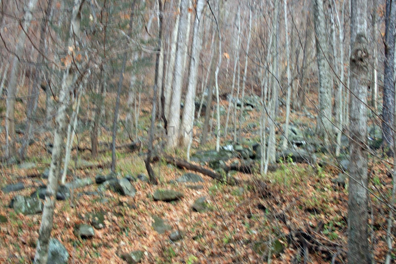 Views seen in the Great Smoky Mountains National Park in Tennessee