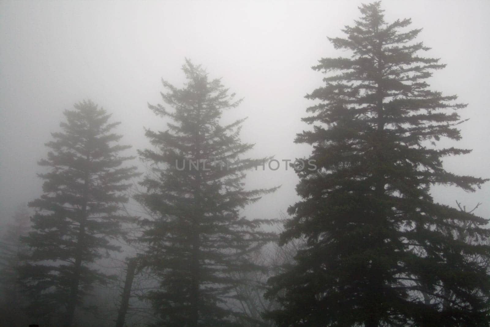 Views seen in the Great Smoky Mountains National Park in Tennessee