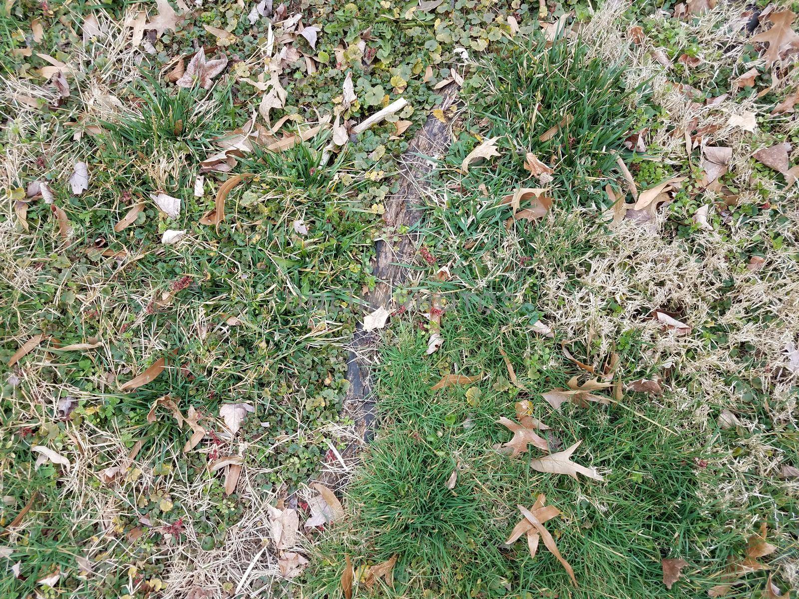 brown and green patch of lawn grass with tree roots by stockphotofan1