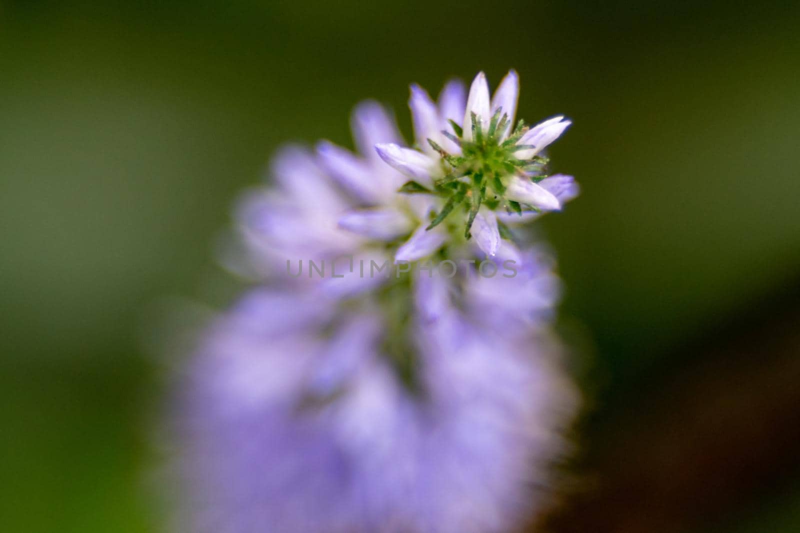 purple flowers in a meadow macro close-up by digidreamgrafix