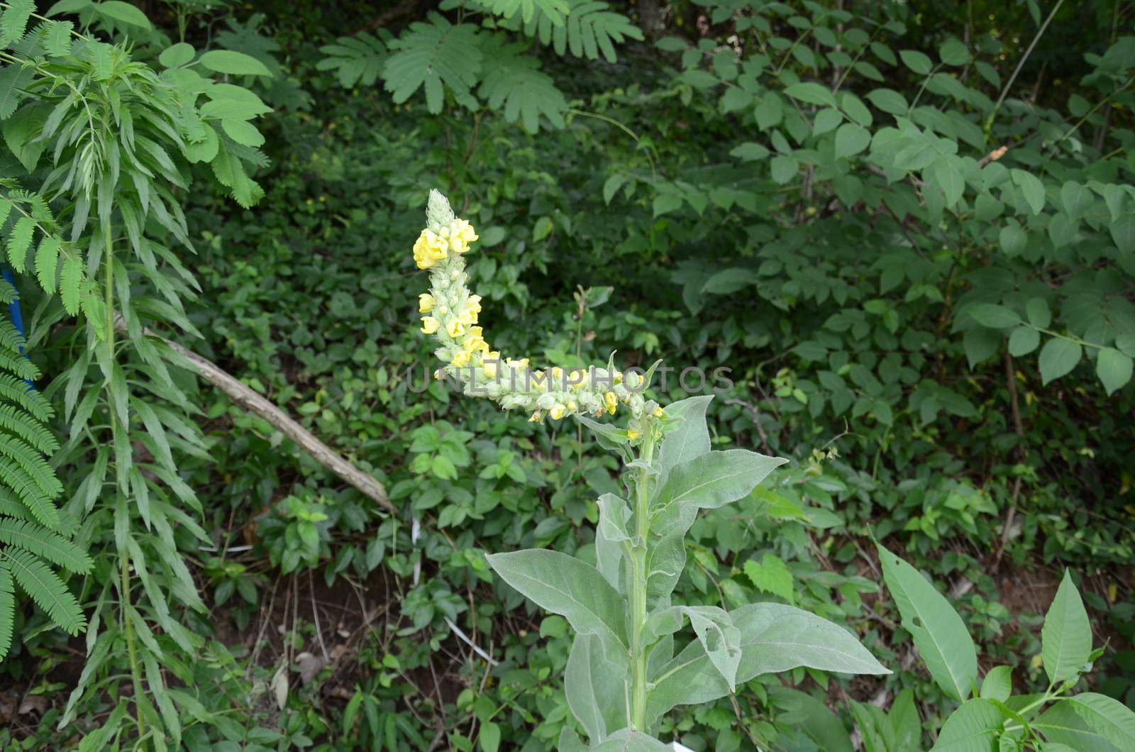 green plant with yellow flowers blossoming or blooming by stockphotofan1