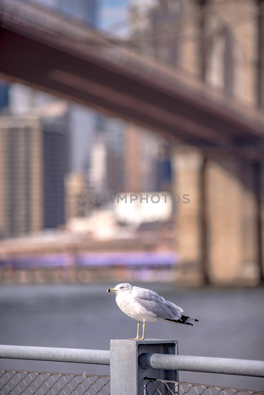 lower manhattan new york city panorama by digidreamgrafix