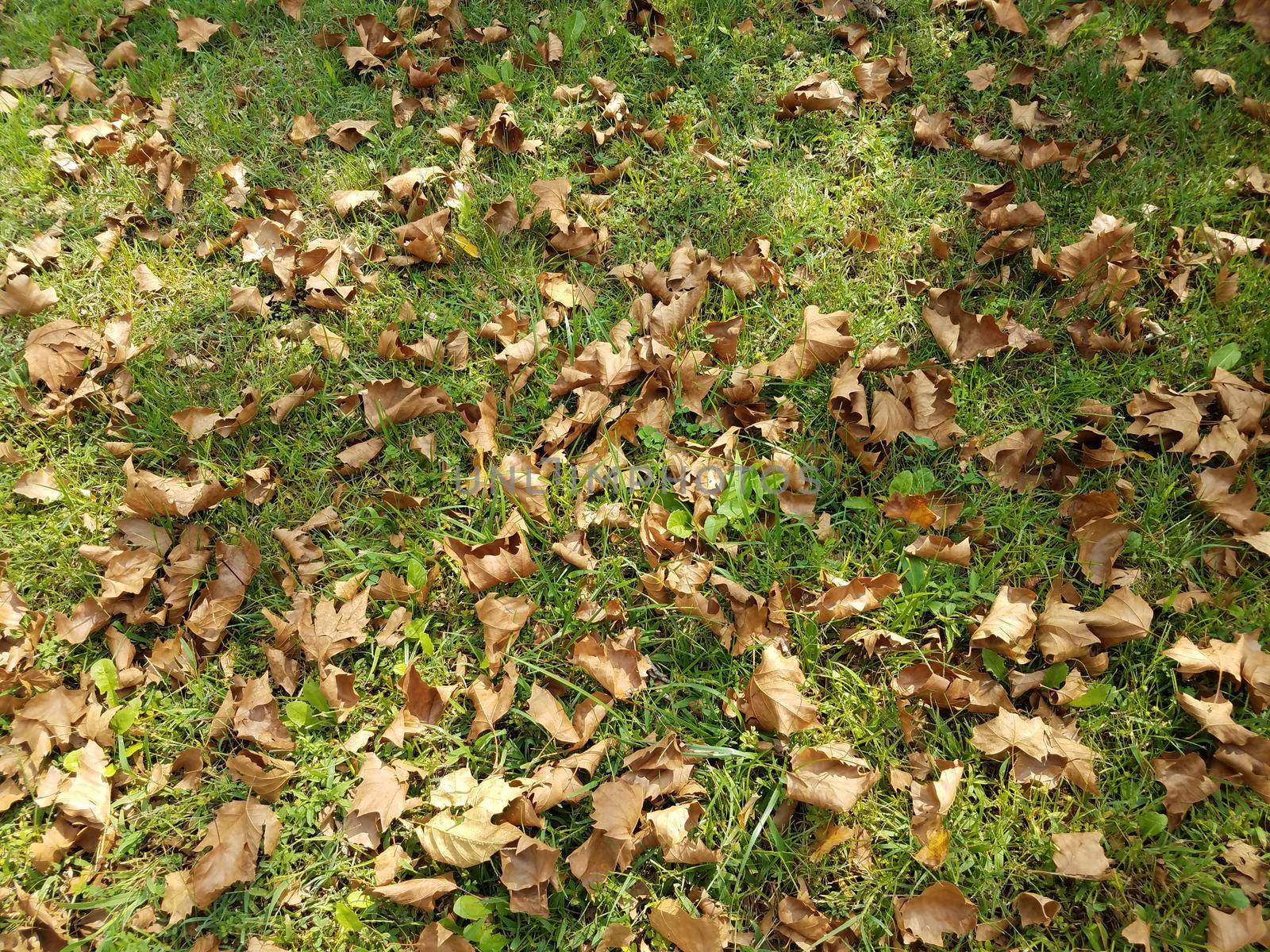 fallen brown leaves on the grass in Fall or Autumn