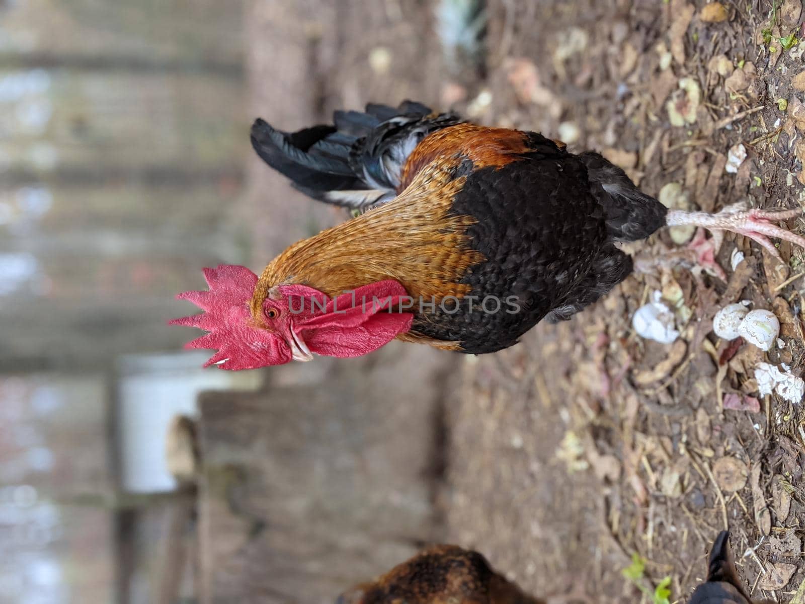 portrait of a big rooster posing for camera by digidreamgrafix