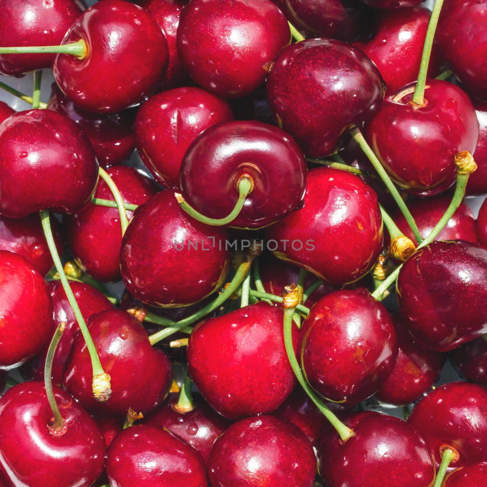 Fruit background. Cherries background. Ripe fresh rich cherries.