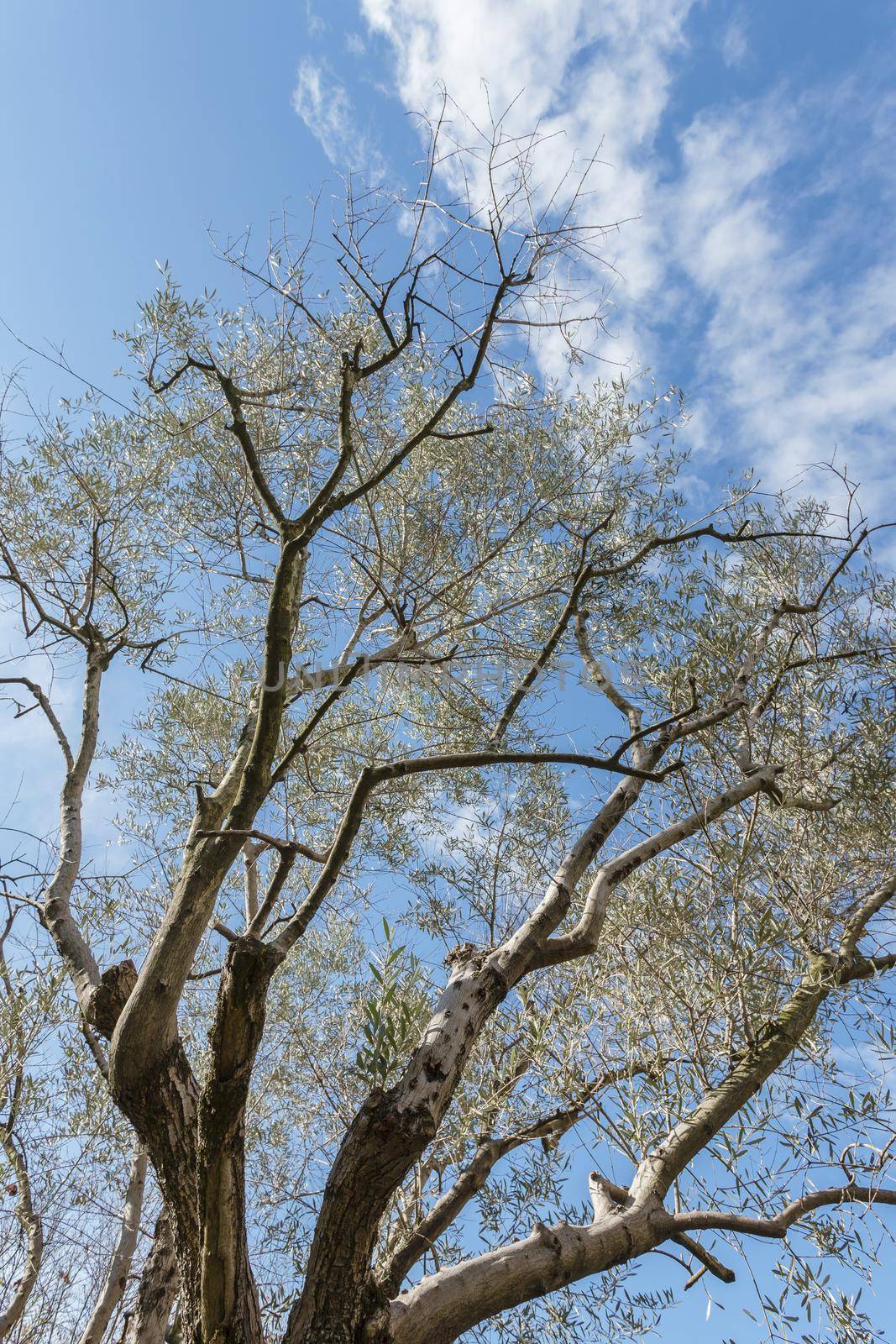 Olive tree. Agricultural tourism in Italy. Bottom view.