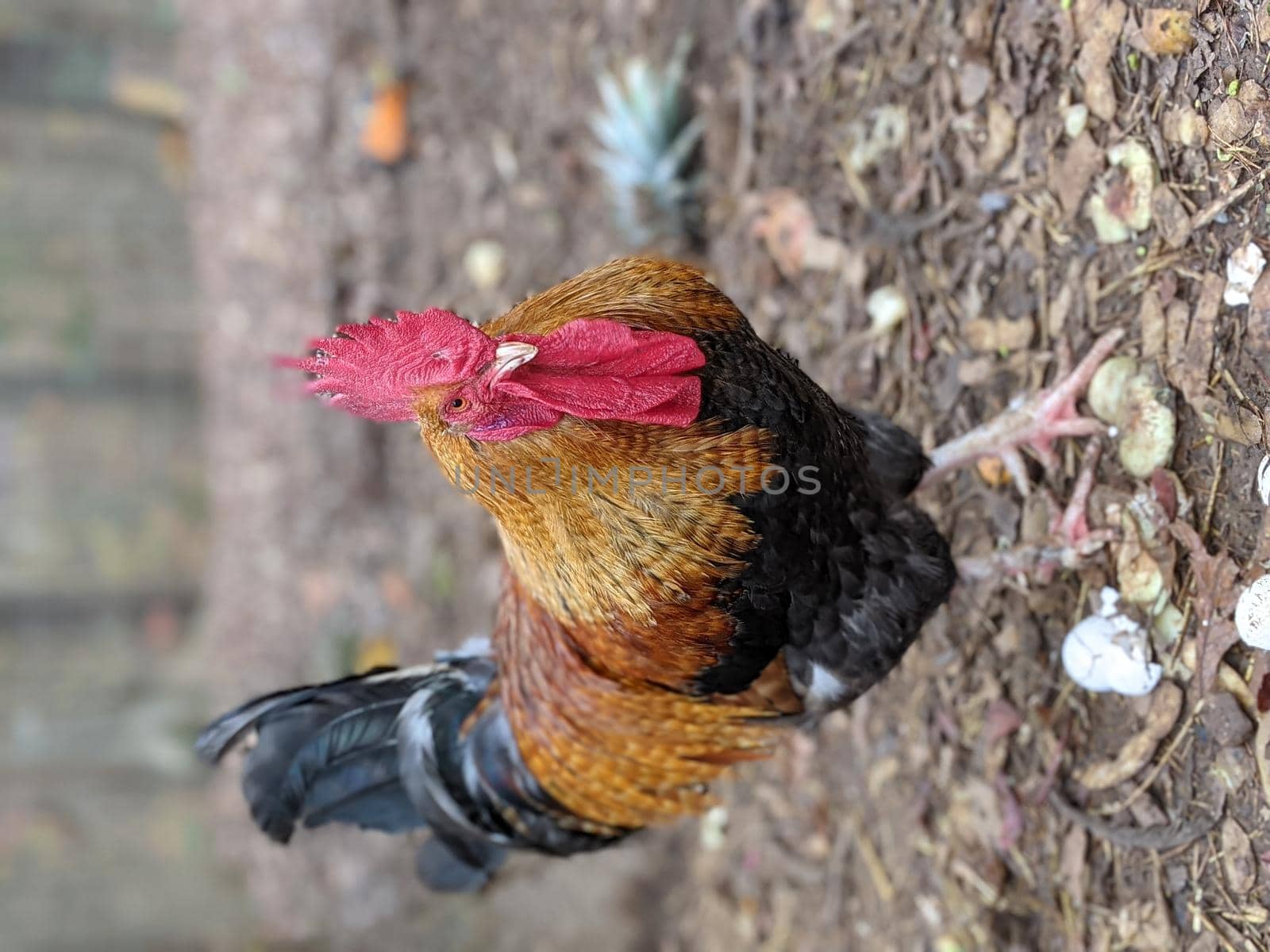 portrait of a big rooster posing for camera