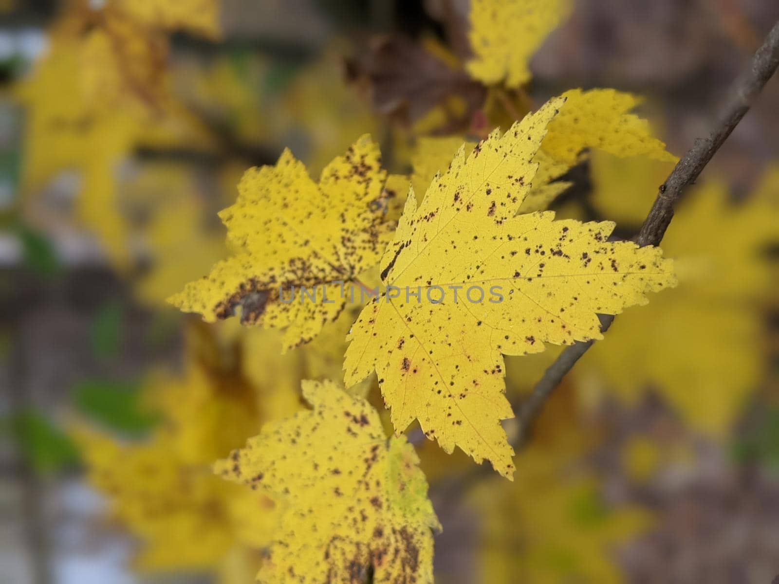 seasonal autumn color change o leaves to yellow