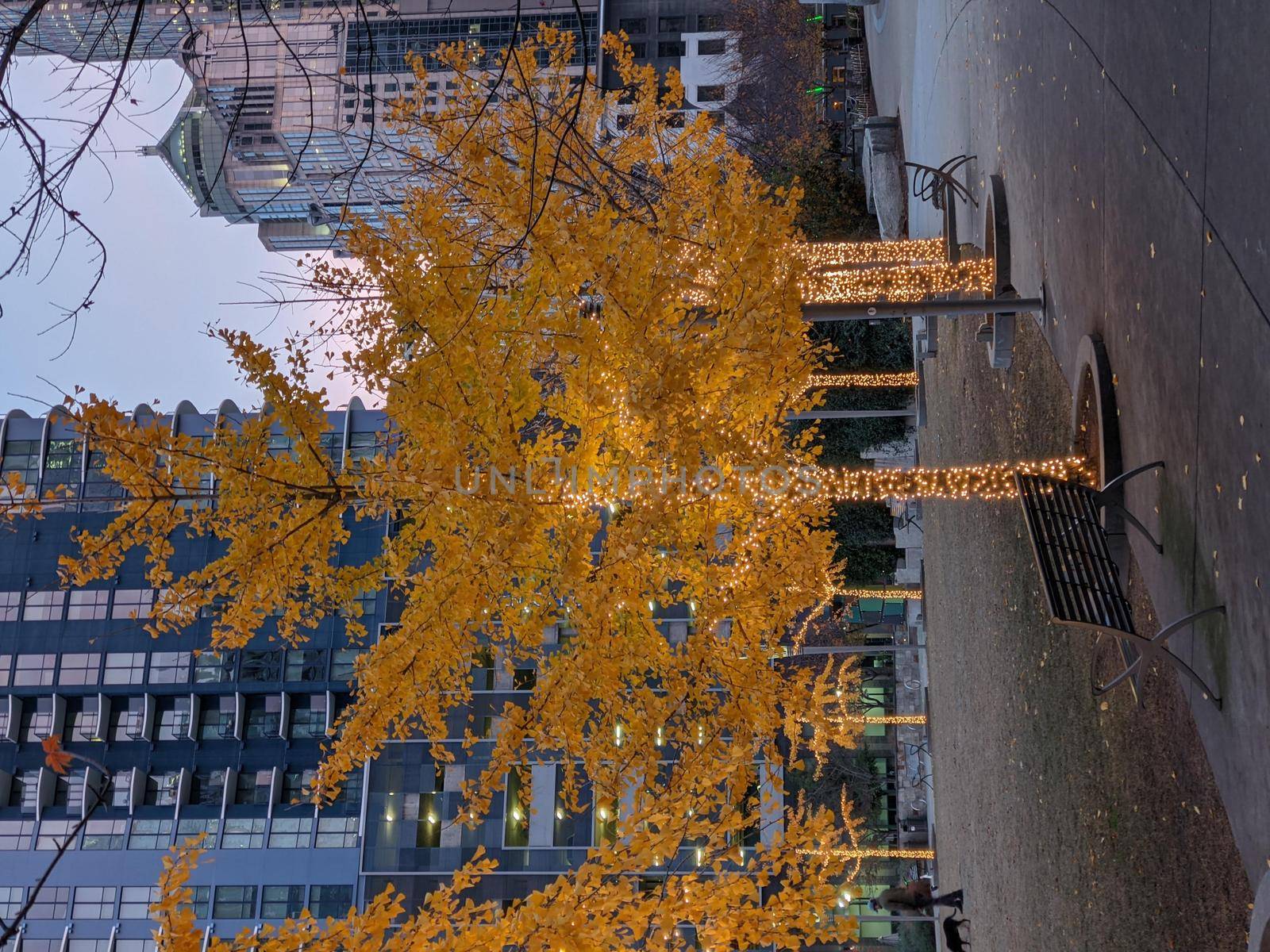 uptown charlotte north carolina usa early morning