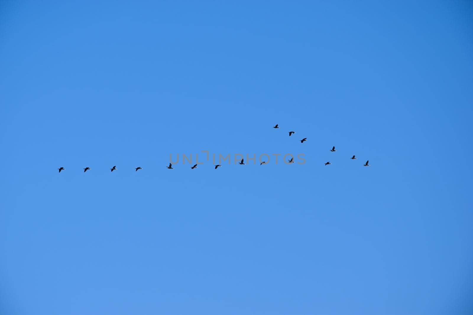 The Silhouettes of birds flying away for wintering in the blue sky