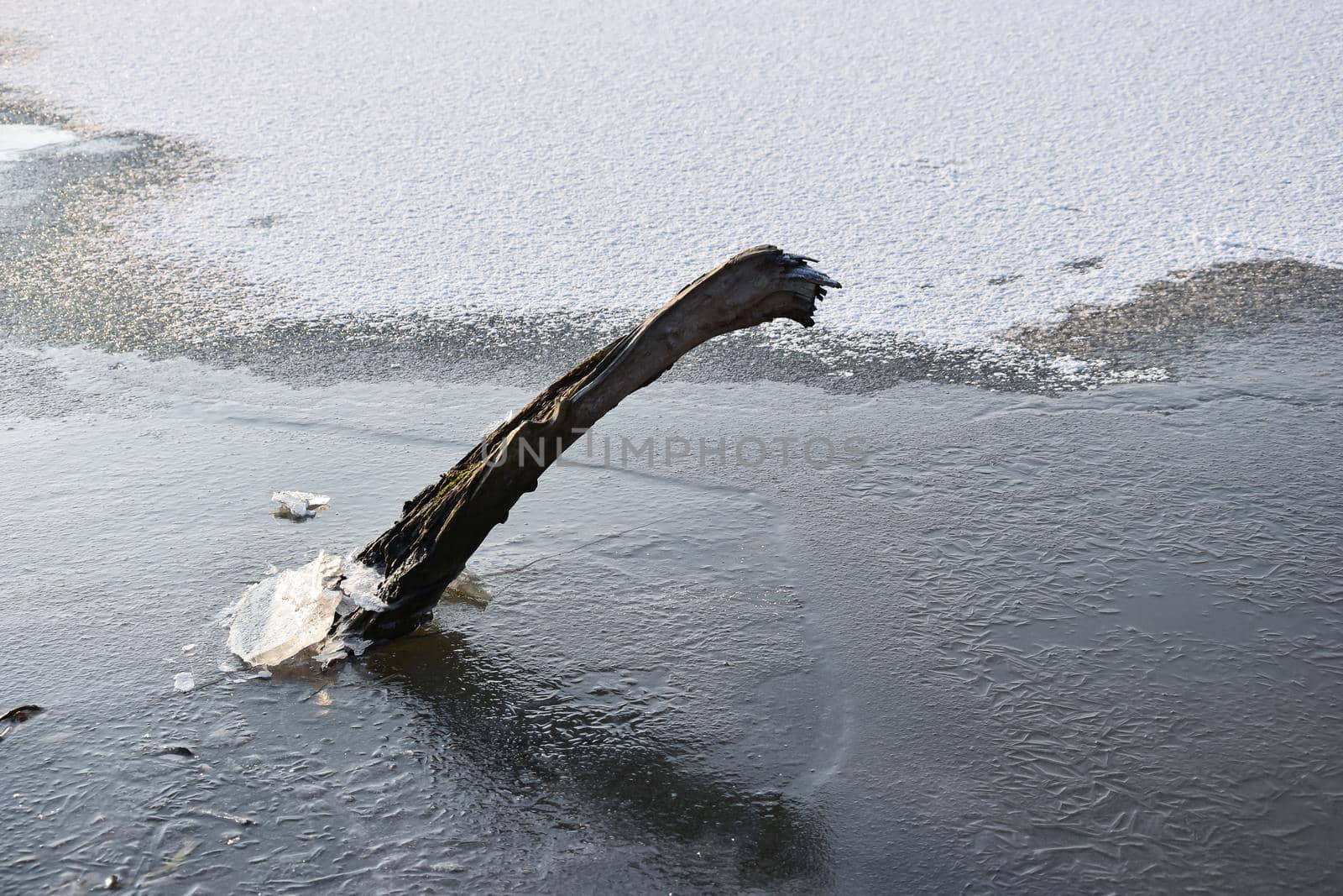 A Closeup shot of a wooden plank stuck in the ice

