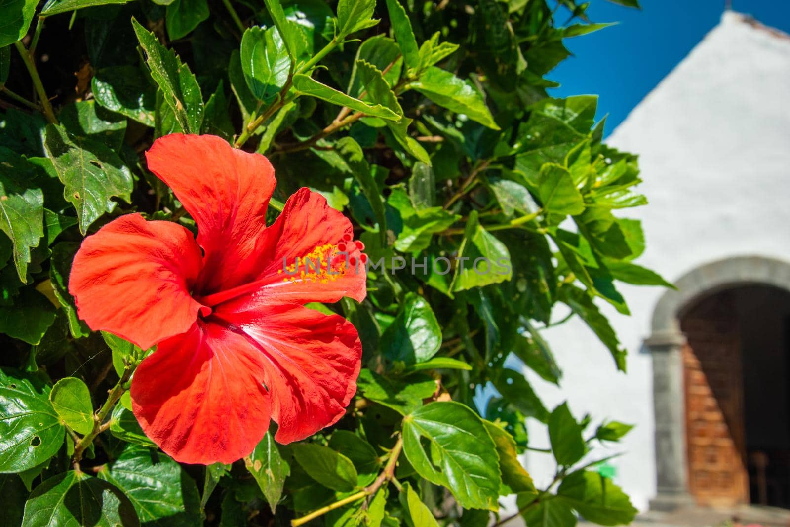 A Selective focus shot of a beautiful blooming Hibiscus flower