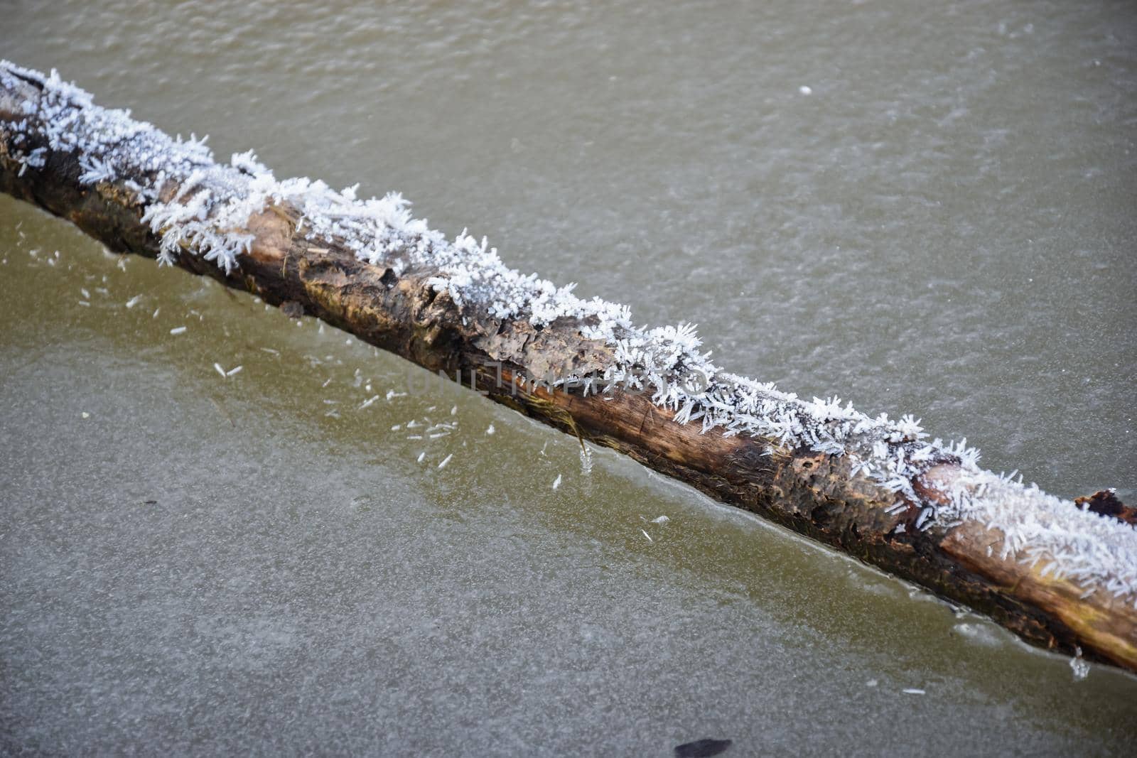 A Selective focus shot of a wooden plank stuck in the ice and covered with snowflakes