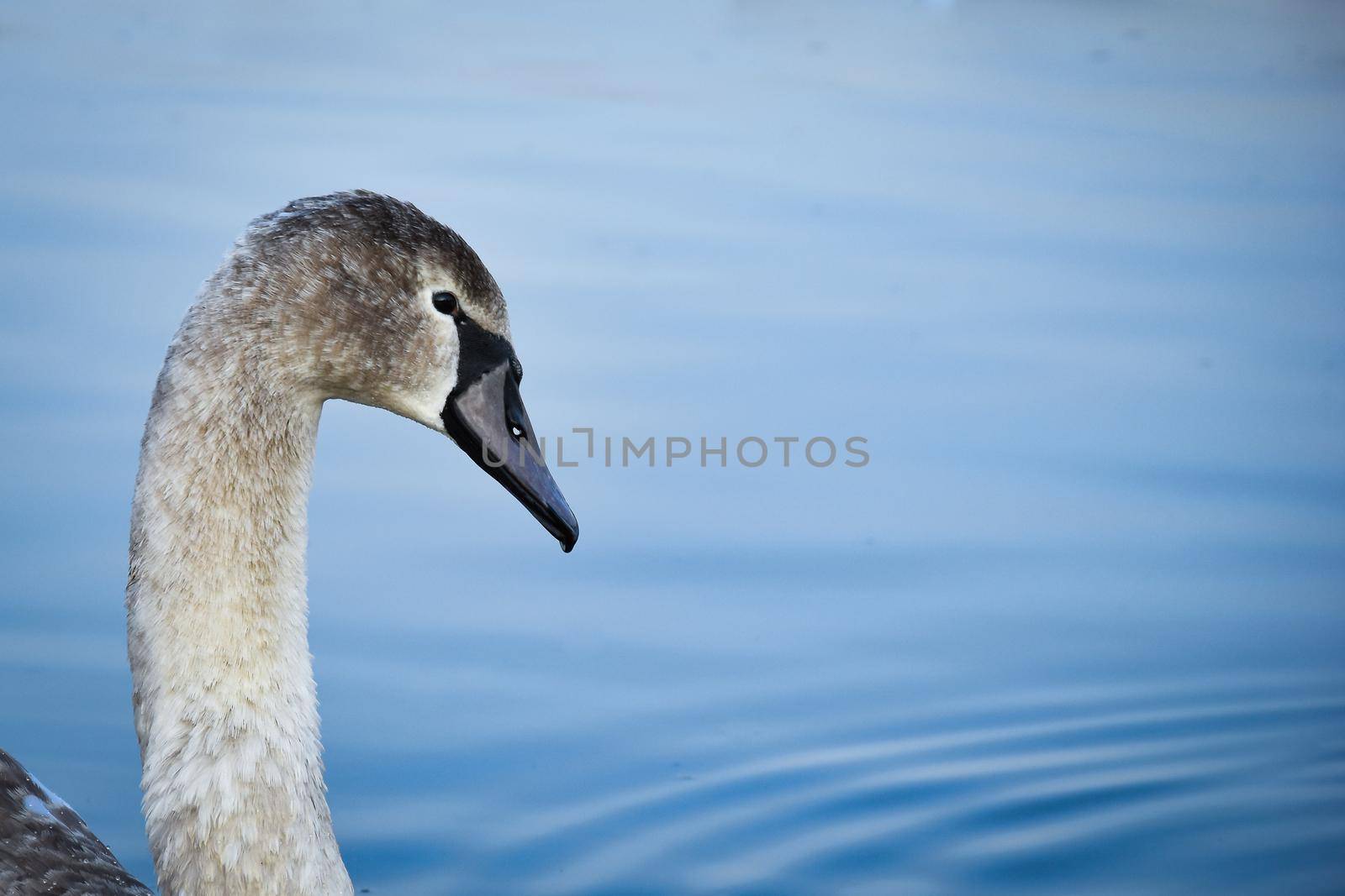 Closeup portrait of a gray swan floating on a calm water surface