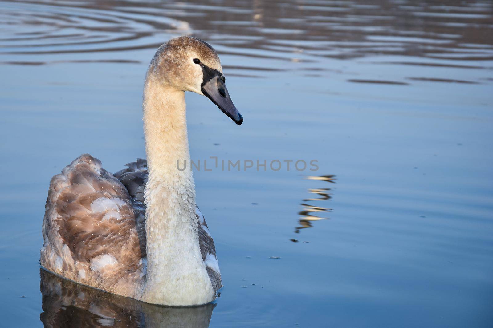 Closeup of a fabulous waterfowl swan in the water