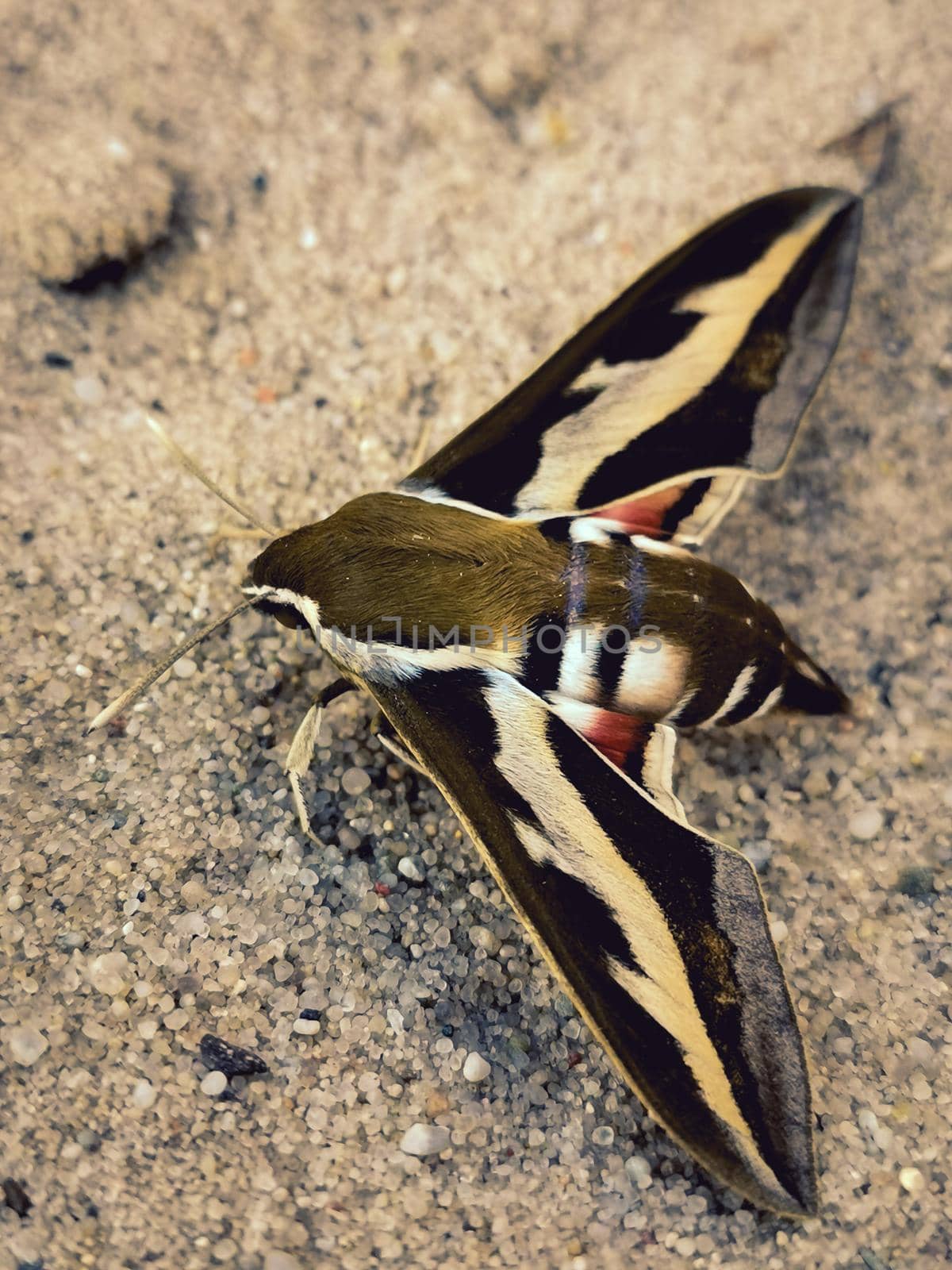 Closeup vertical shot of a beautiful moth butterfly on a sand surface
