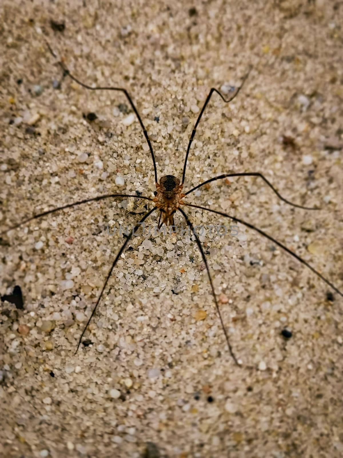 High angle vertical shot of a creepy long-legged spider on a sandy surface