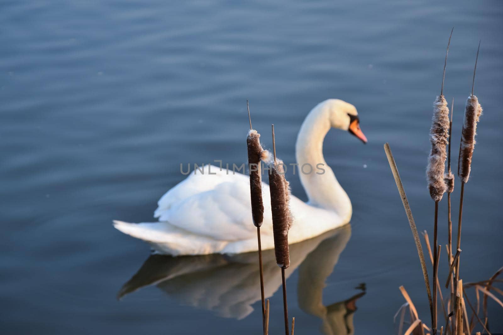 Shot of a beautiful white swan in the water