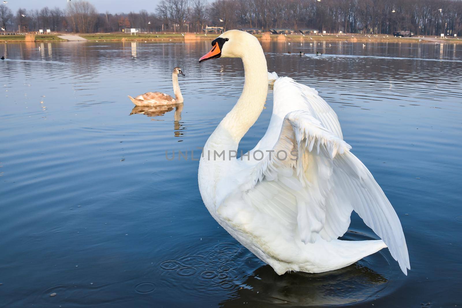 Closeup of a fabulous white swan in the water